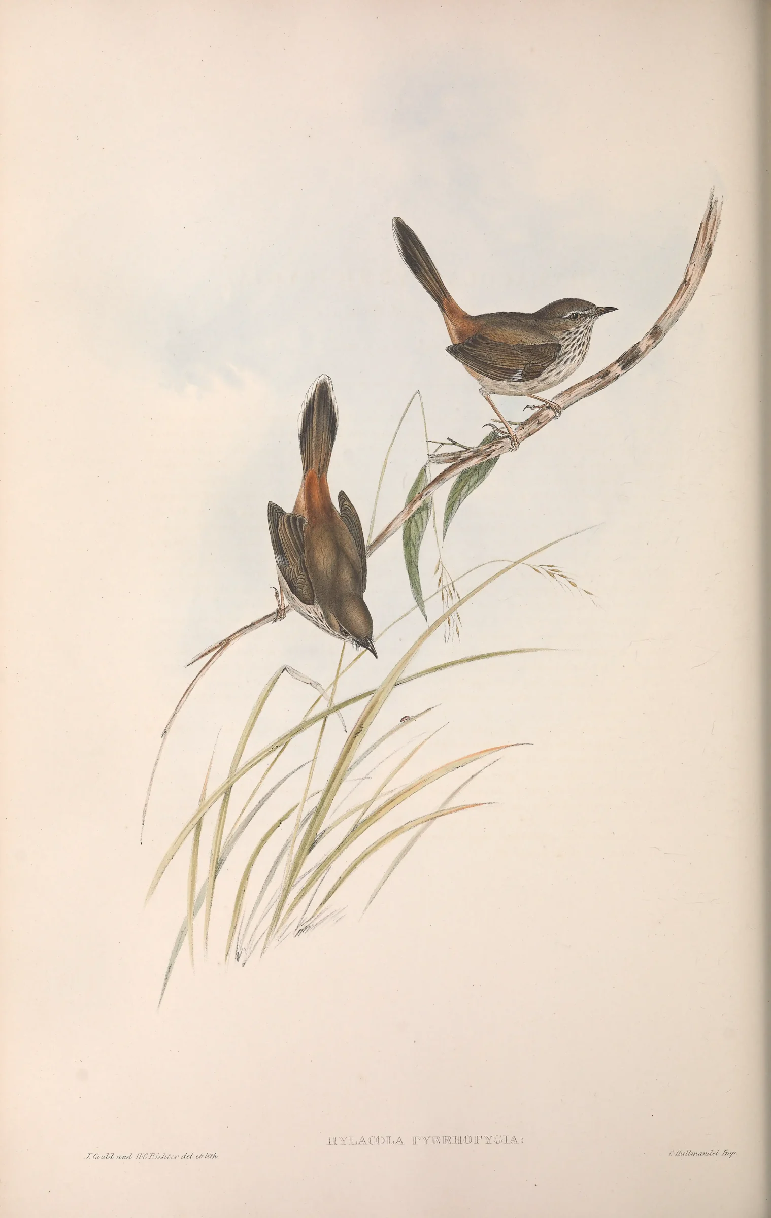 Historical bird plate: Chestnut-rumped Heathwren