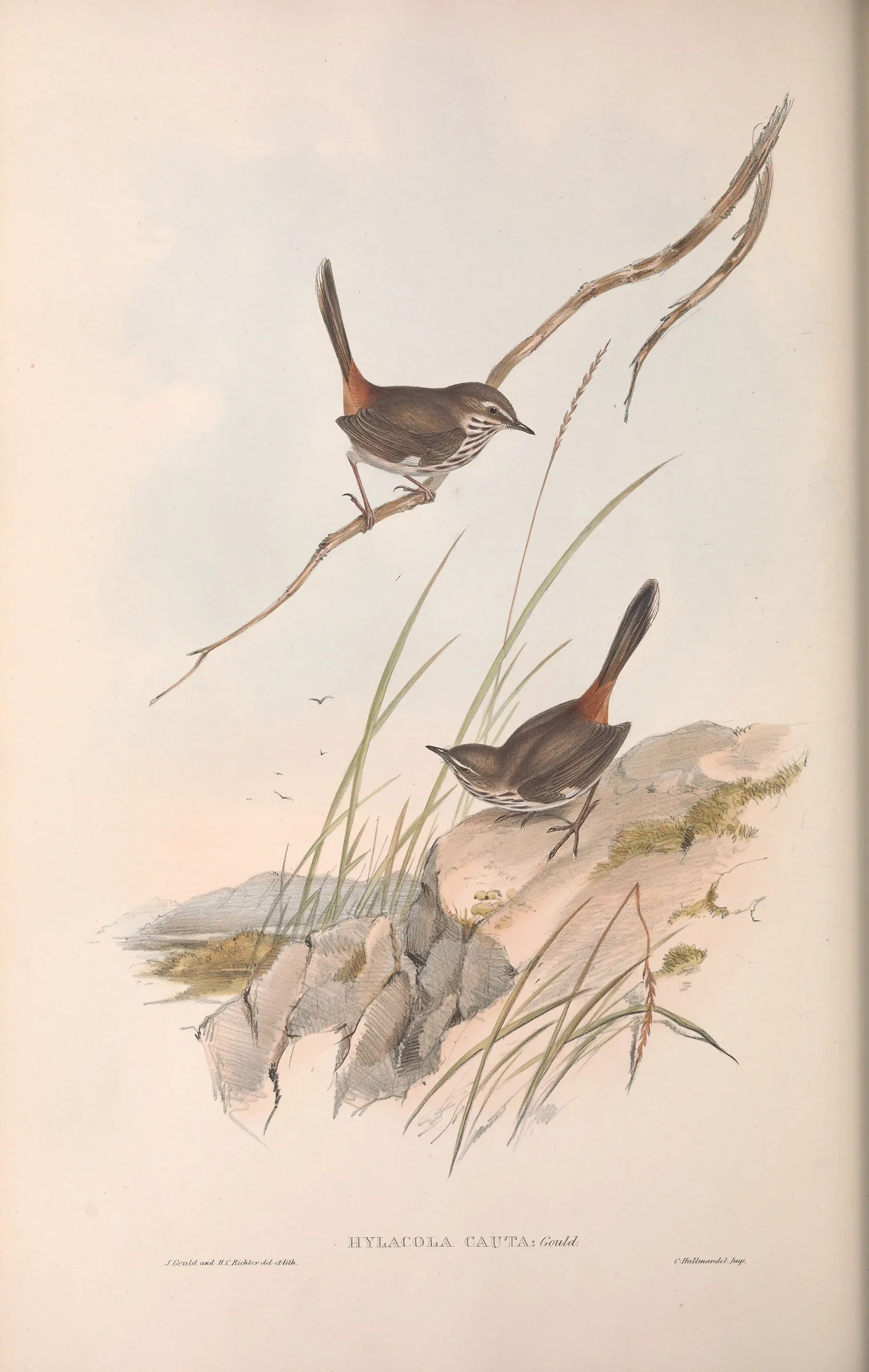 Historical bird plate: Shy Heathwren