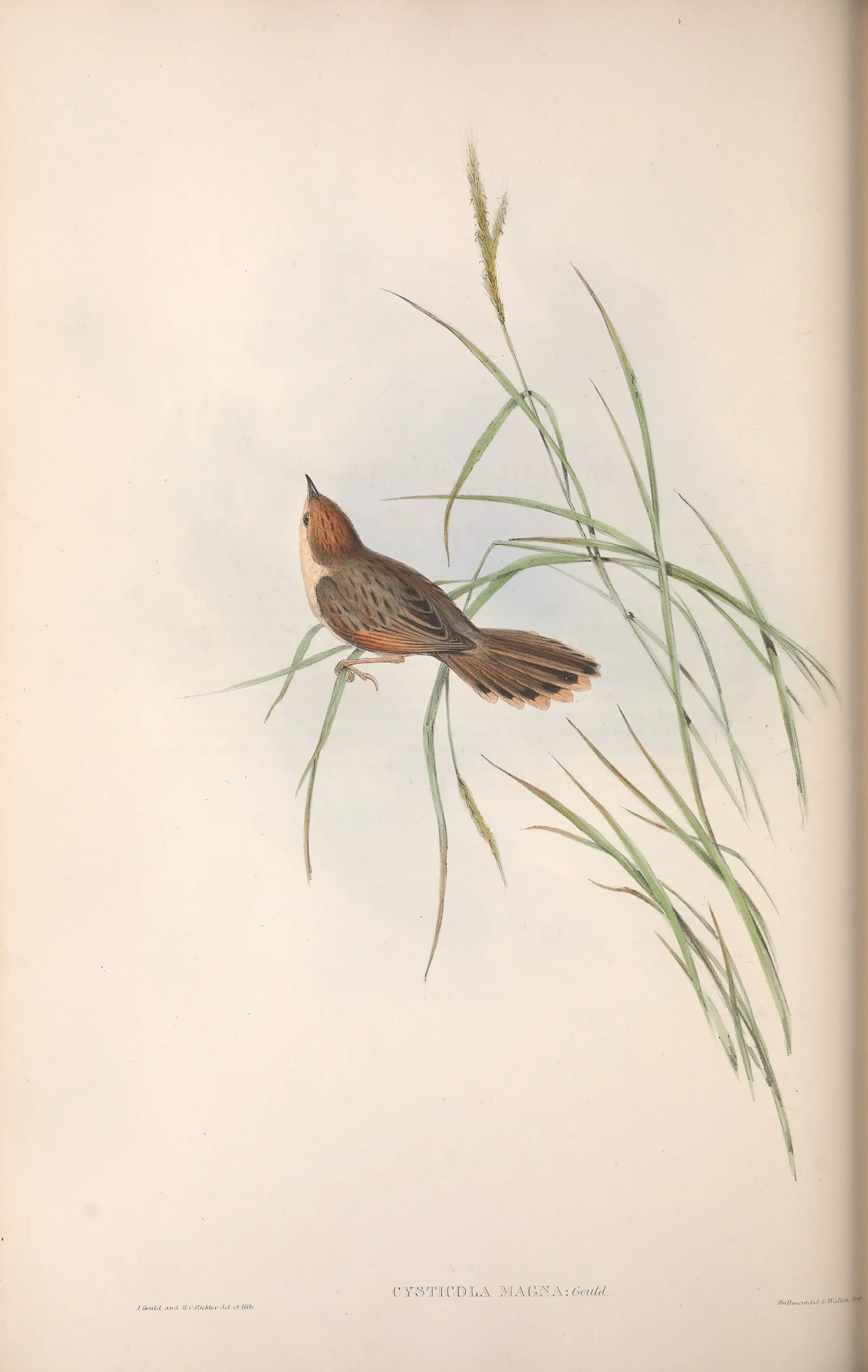 Historical bird plate: Levaillant's Cisticola