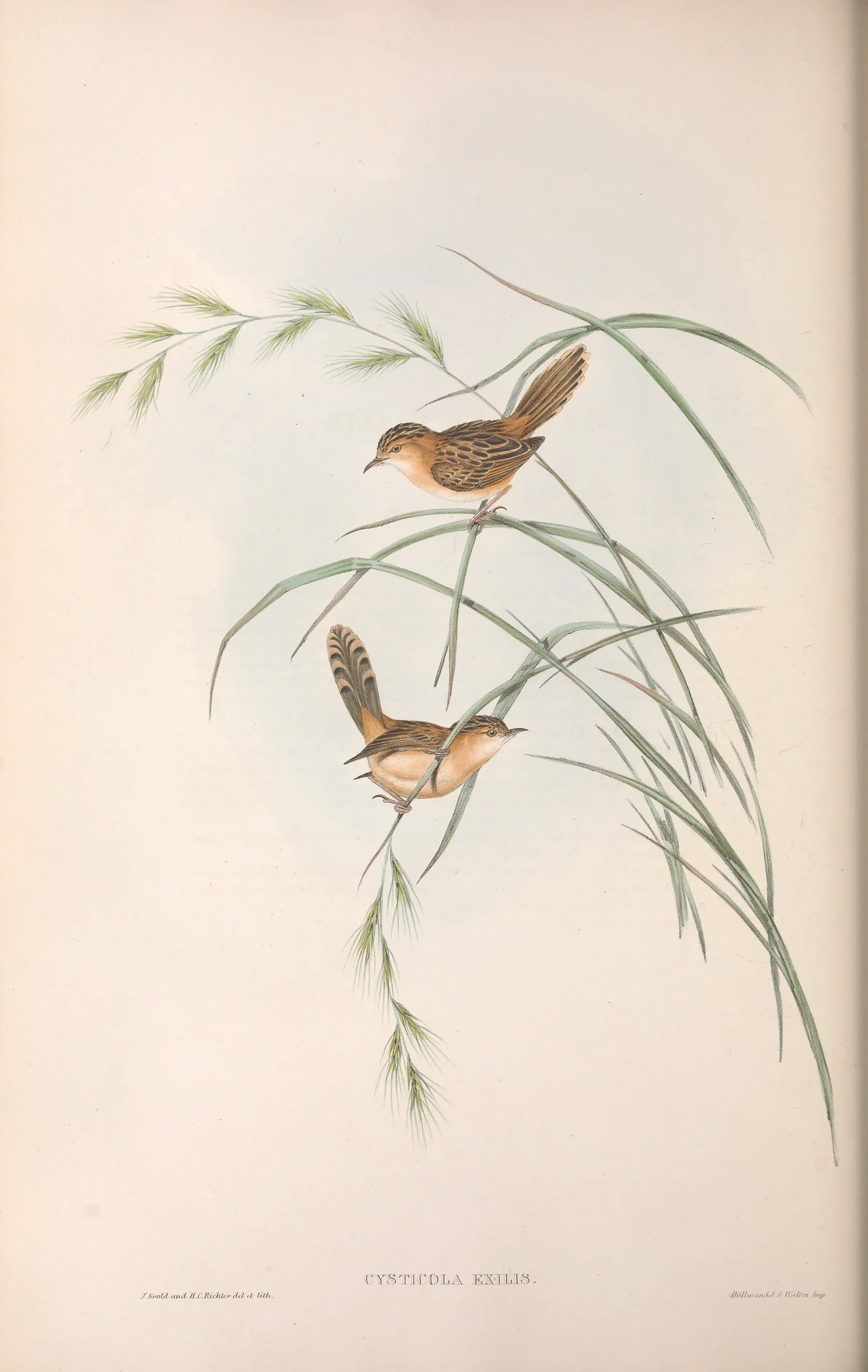 Historical bird plate: Golden-headed Cisticola