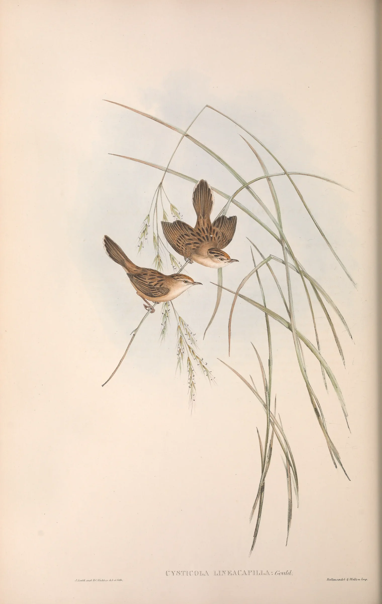 Historical bird plate: Golden-headed Cisticola