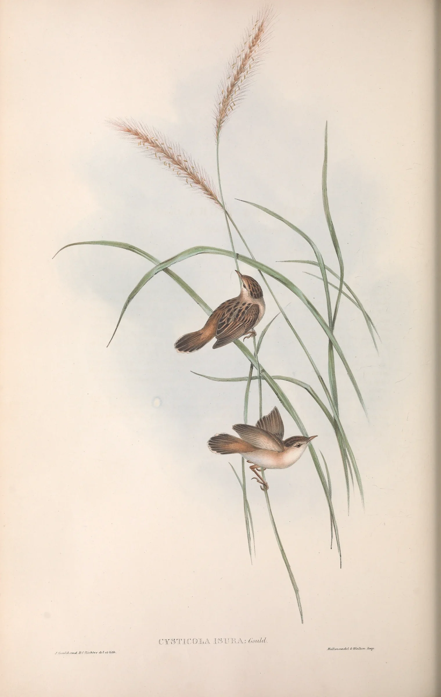 Historical bird plate: Golden-headed Cisticola