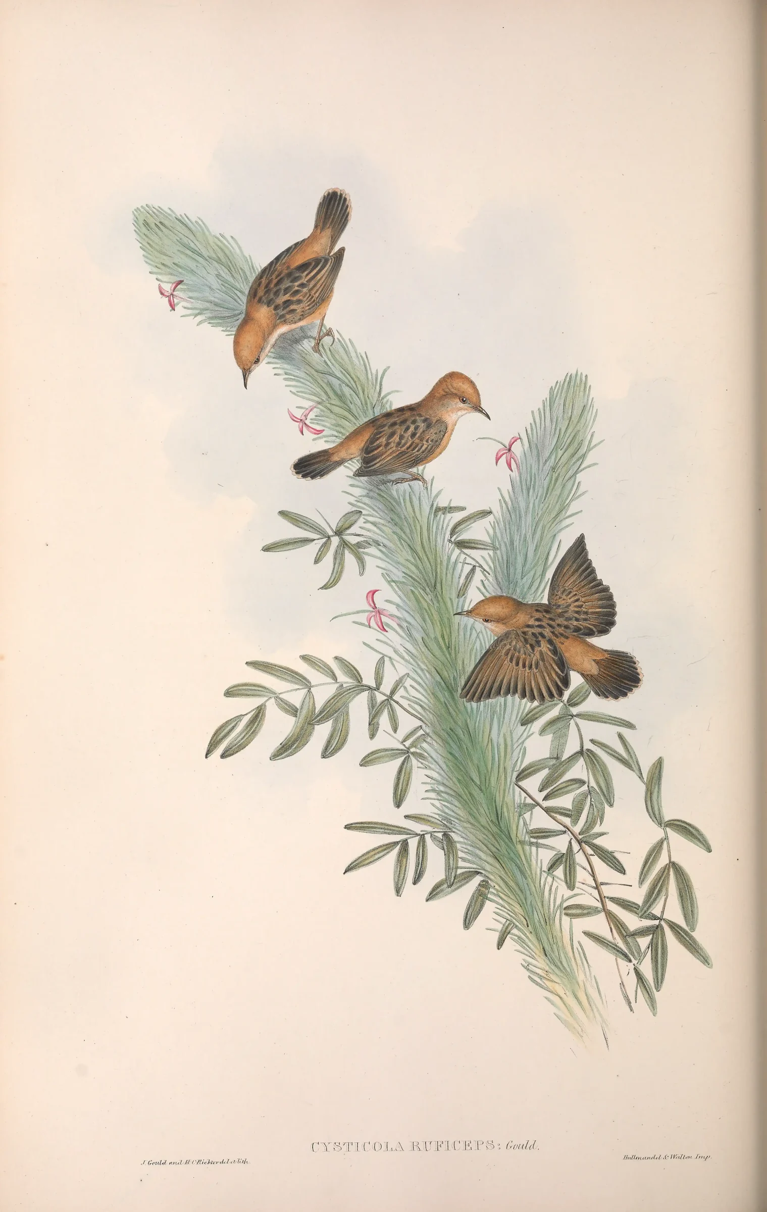 Historical bird plate: Golden-headed Cisticola