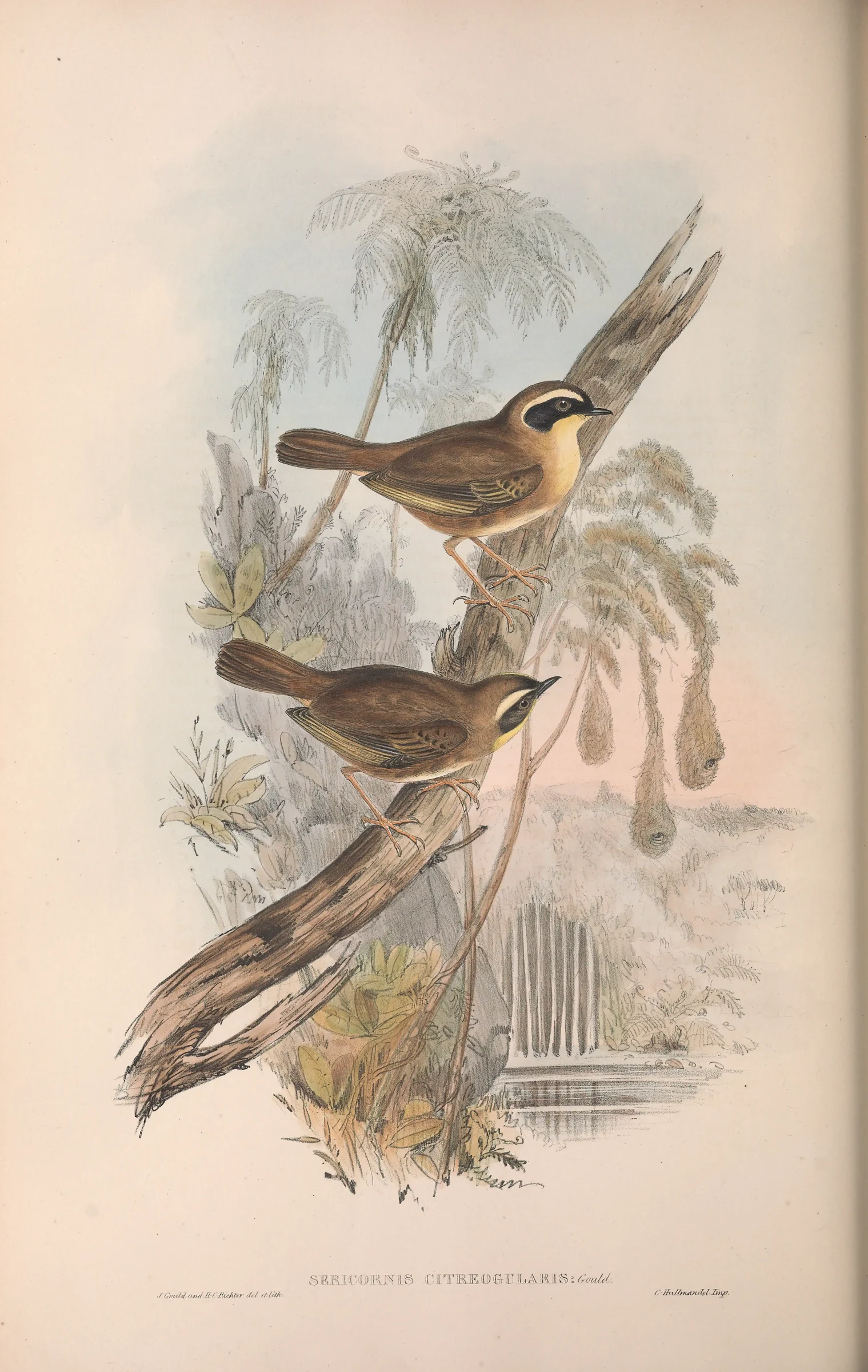 Historical bird plate: Yellow-throated Scrubwren