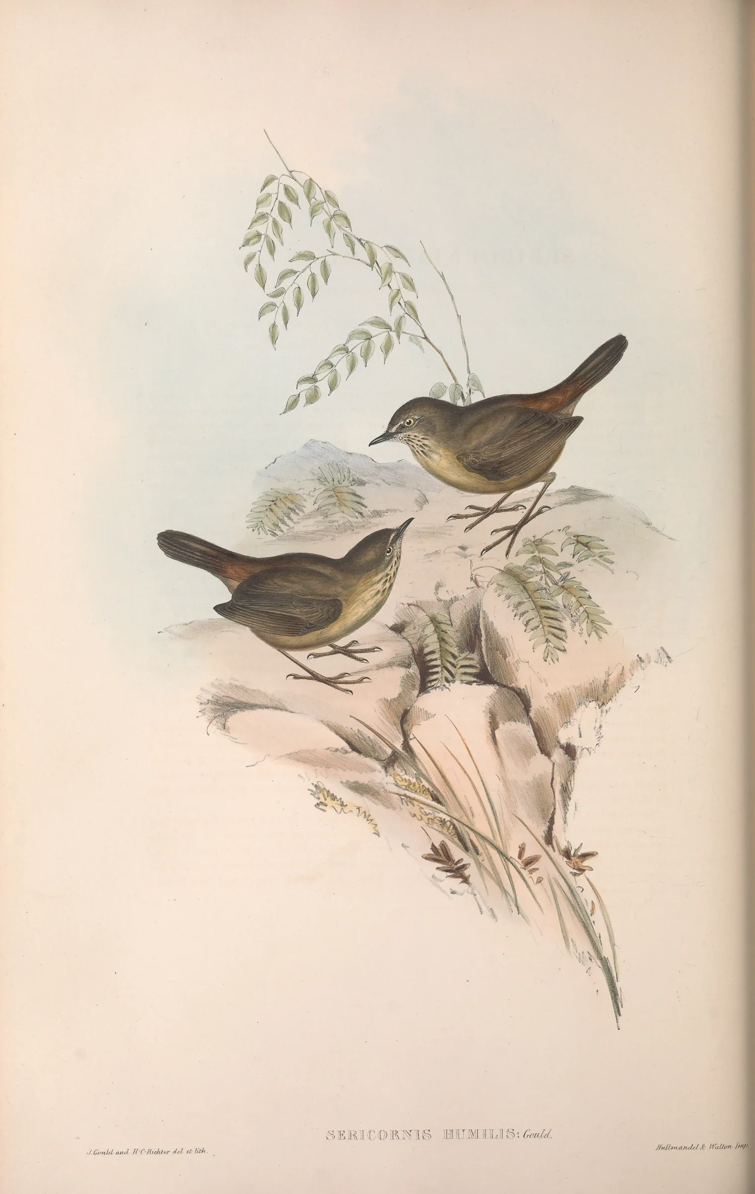 Historical bird plate: Tasmanian Scrubwren