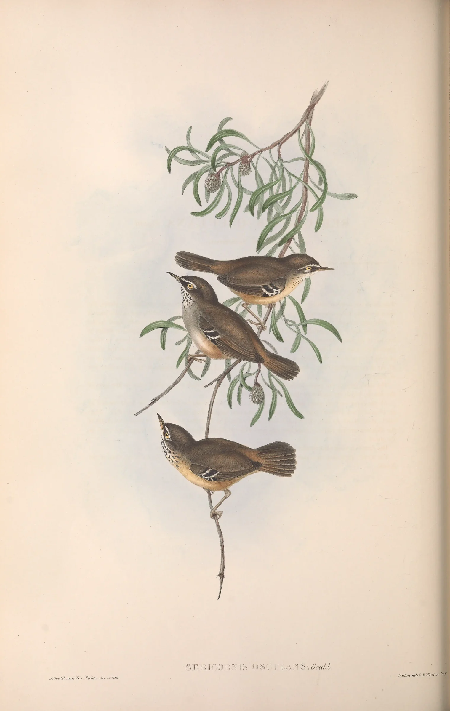 Historical bird plate: White-browed Scrubwren