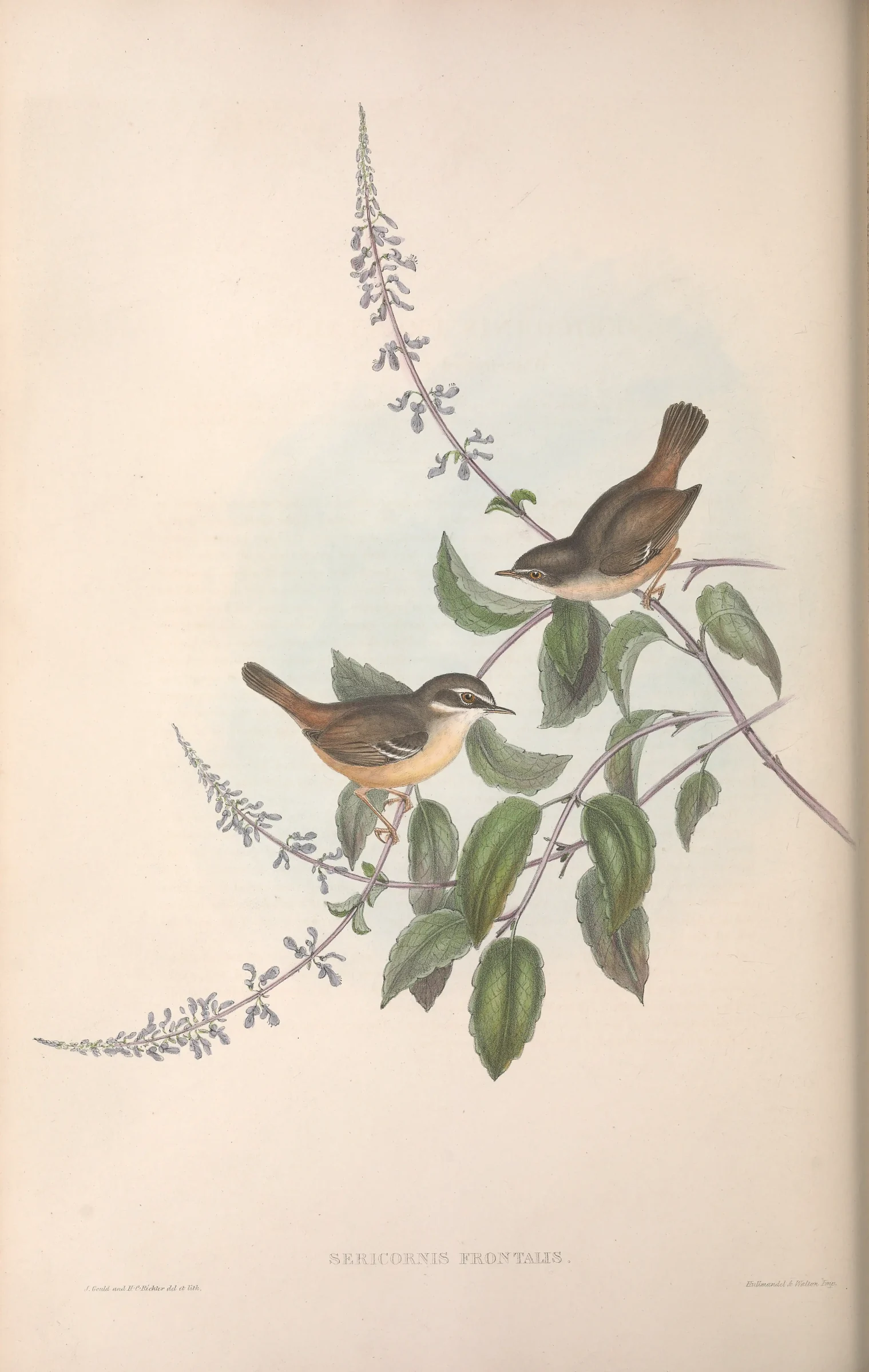 Historical bird plate: White-browed Scrubwren