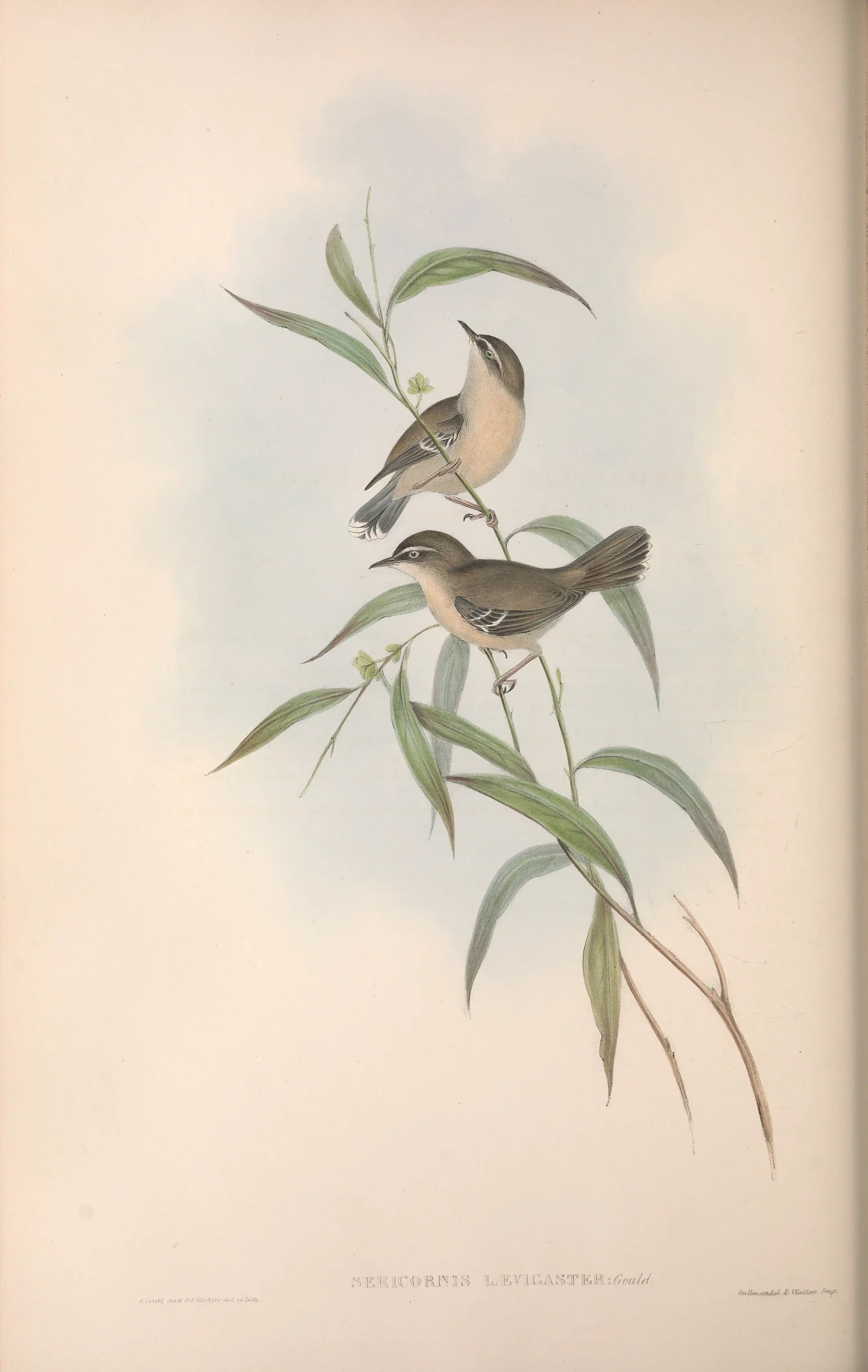 Historical bird plate: White-browed Scrubwren