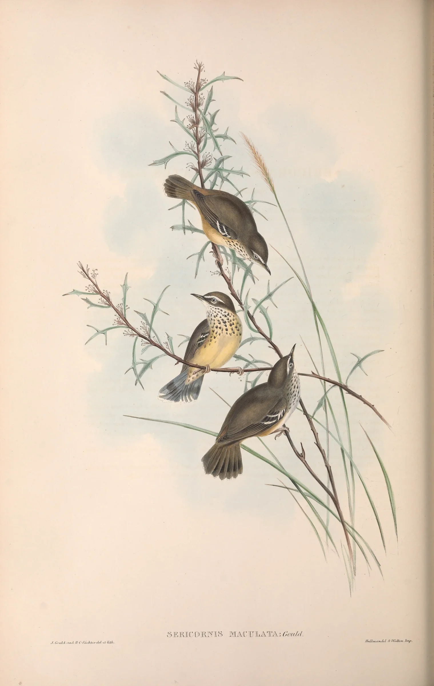 Historical bird plate: Spotted Scrubwren