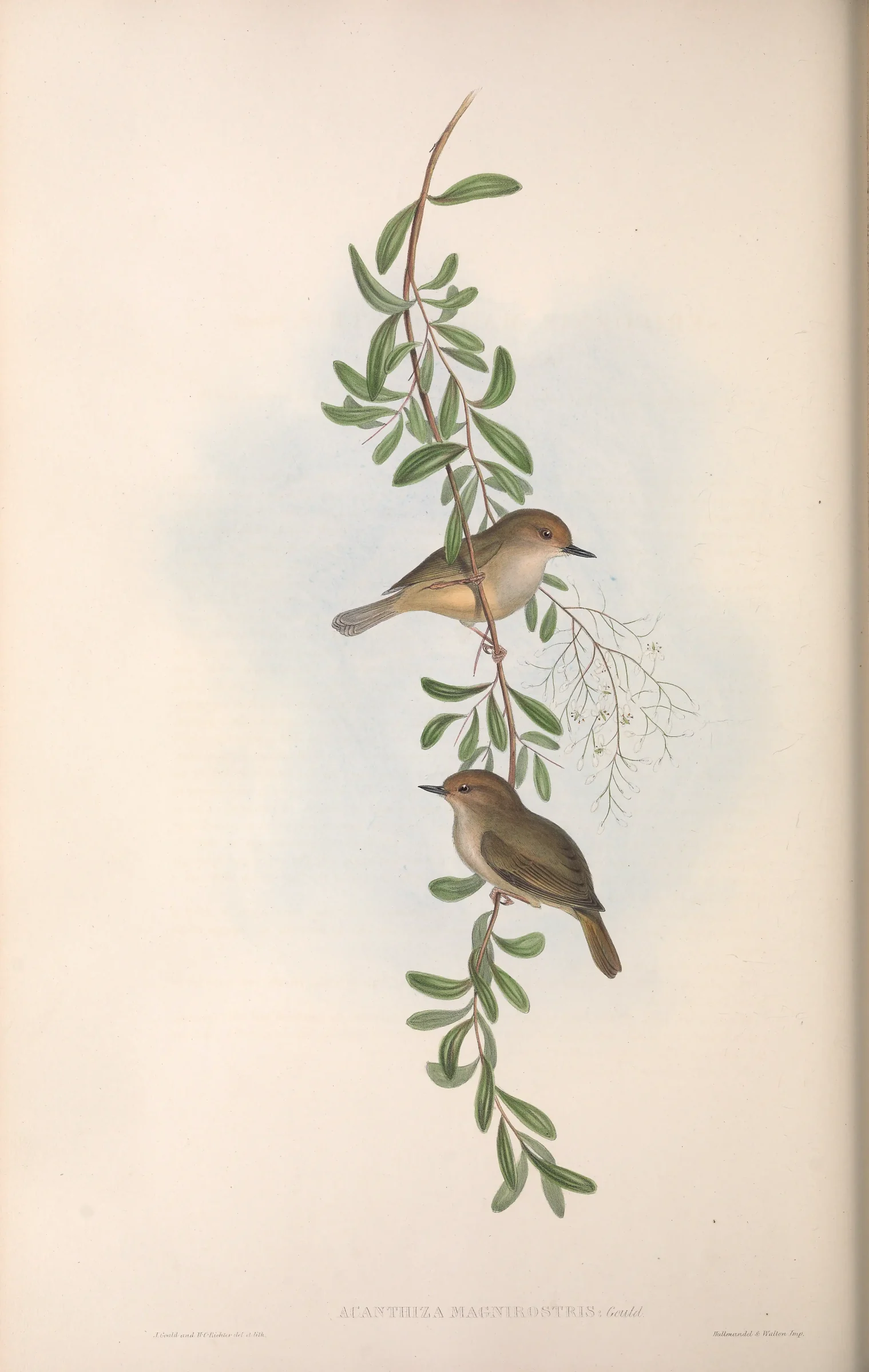 Historical bird plate: Large-billed Scrubwren