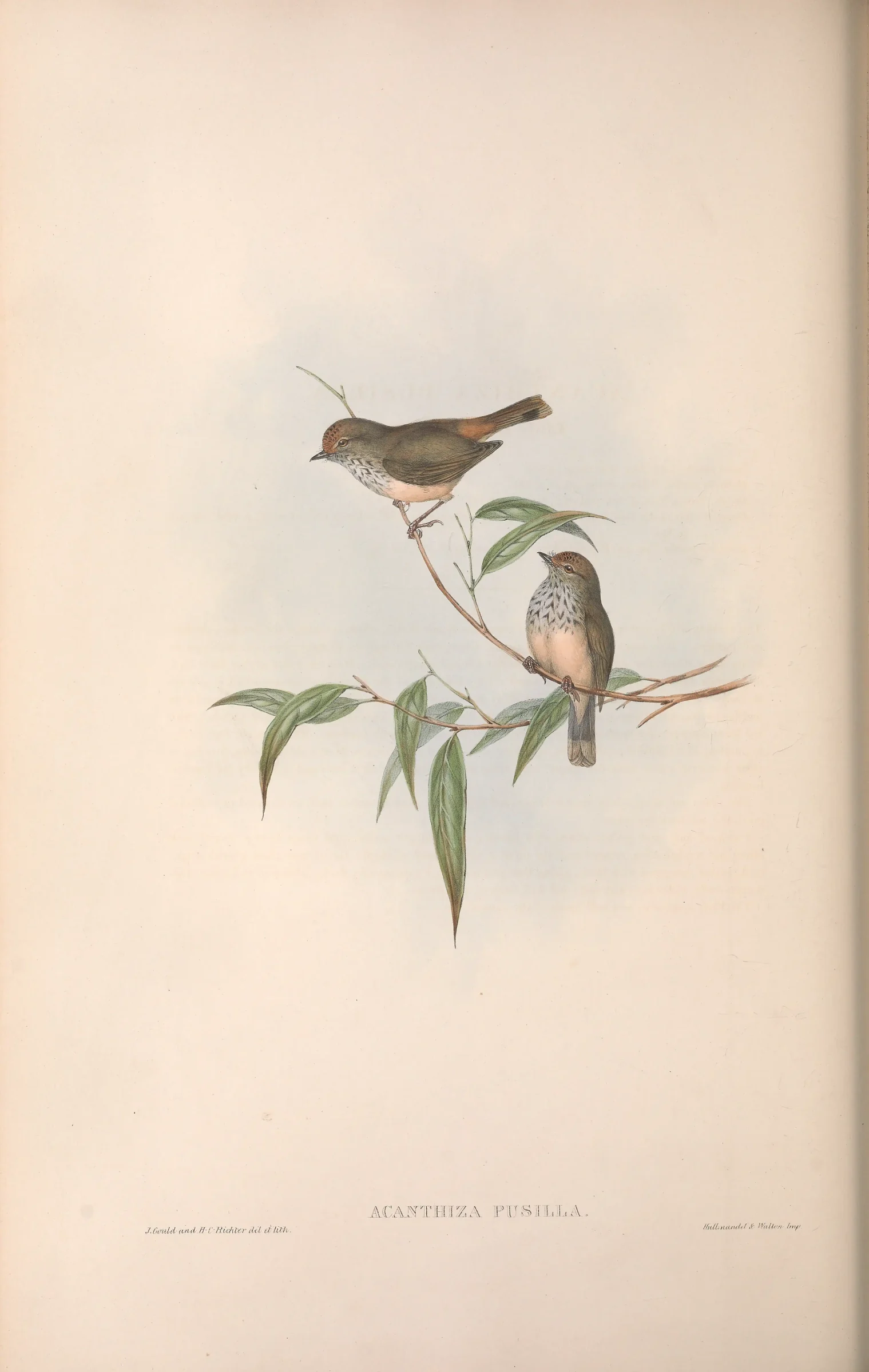 Historical bird plate: Brown Thornbill