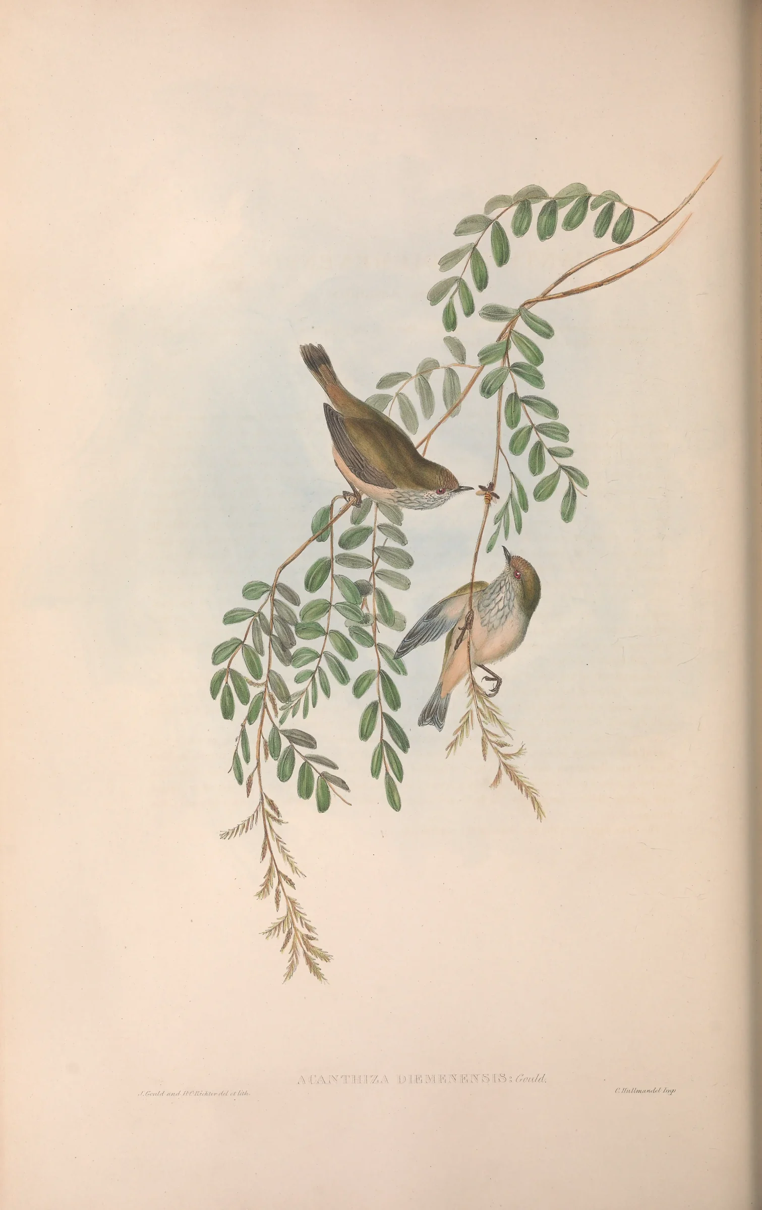 Historical bird plate: Brown Thornbill
