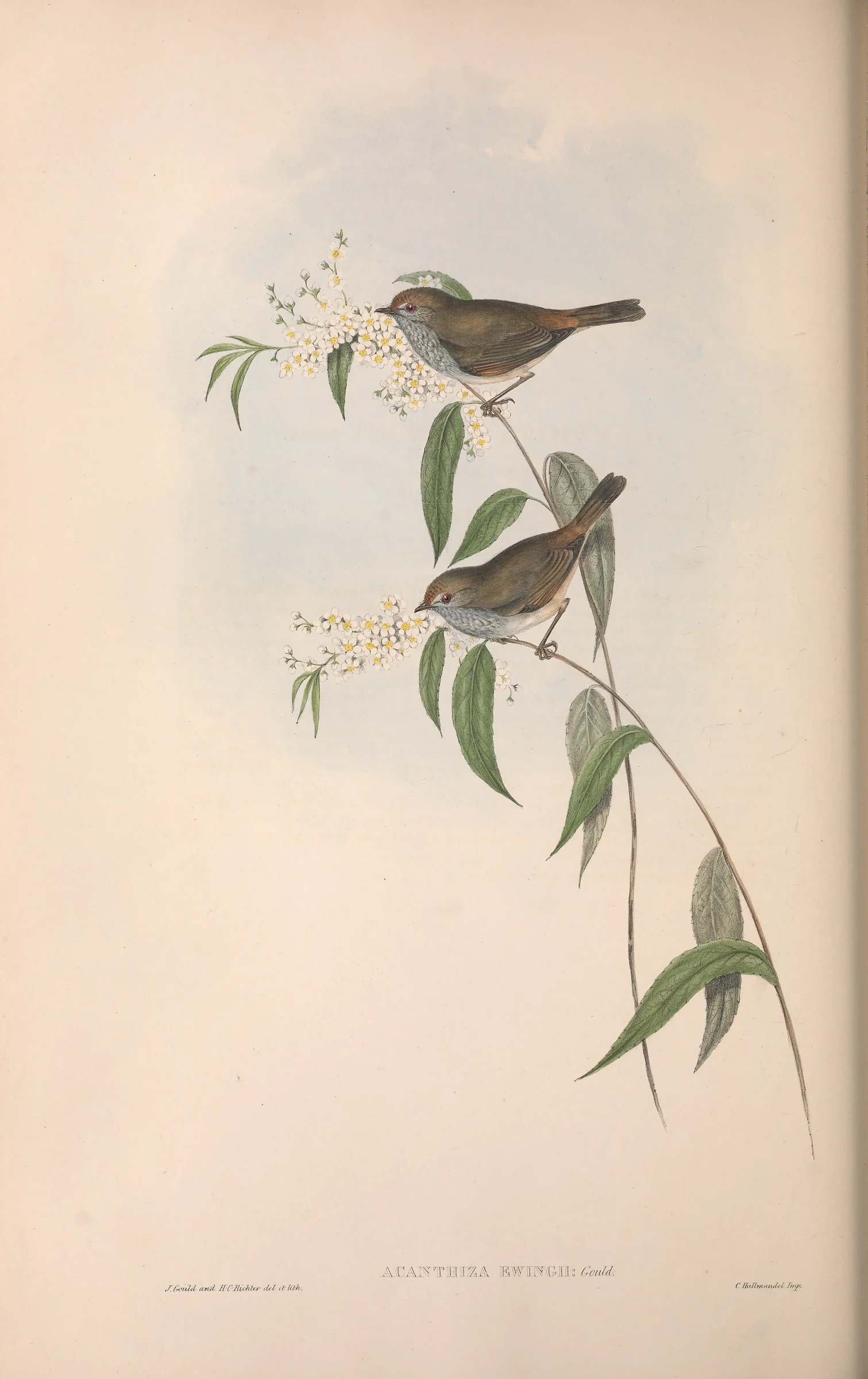 Historical bird plate: Tasmanian Thornbill