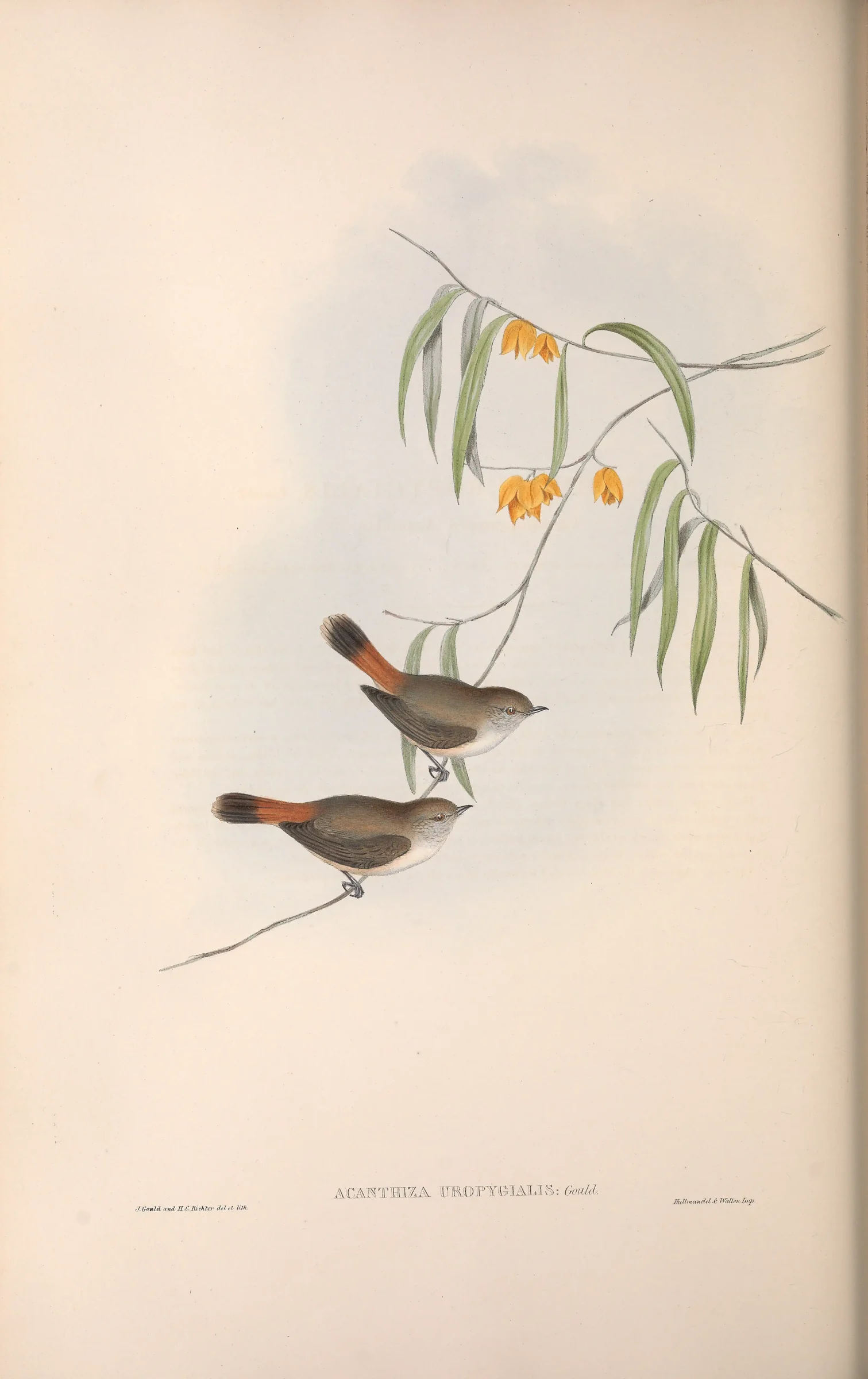 Historical bird plate: Chestnut-rumped Thornbill