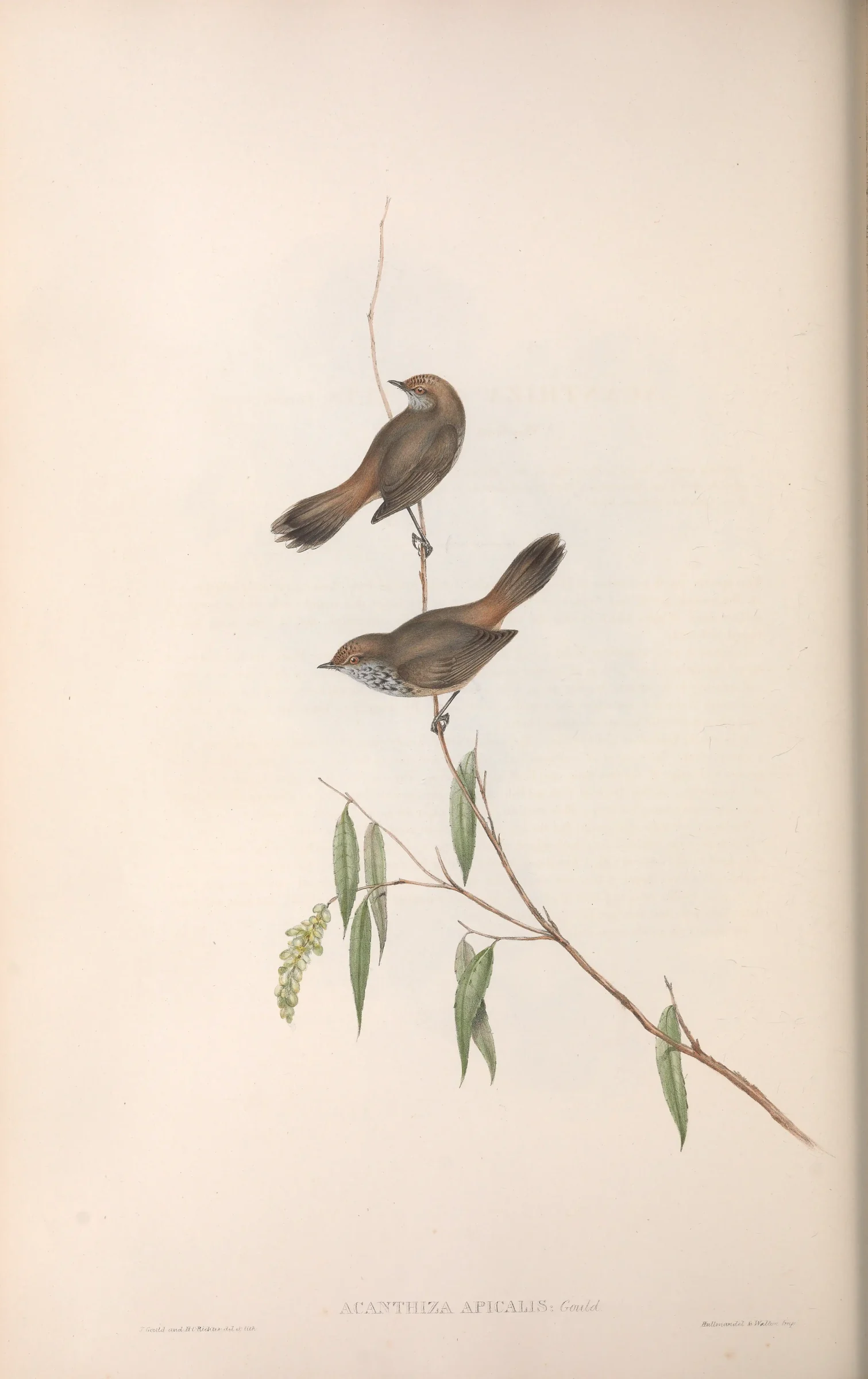 Historical bird plate: Inland Thornbill