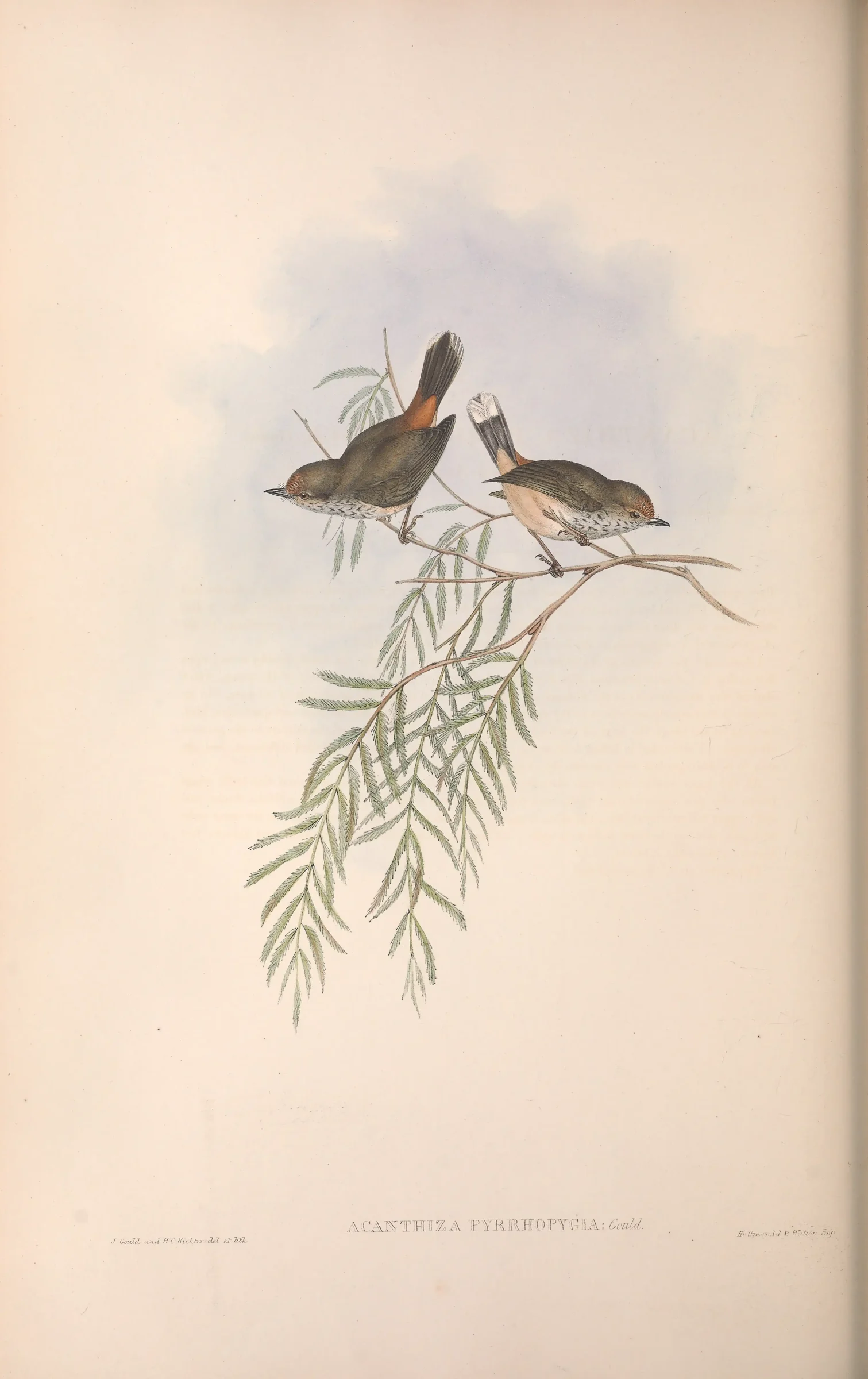 Historical bird plate: Chestnut-rumped Heathwren