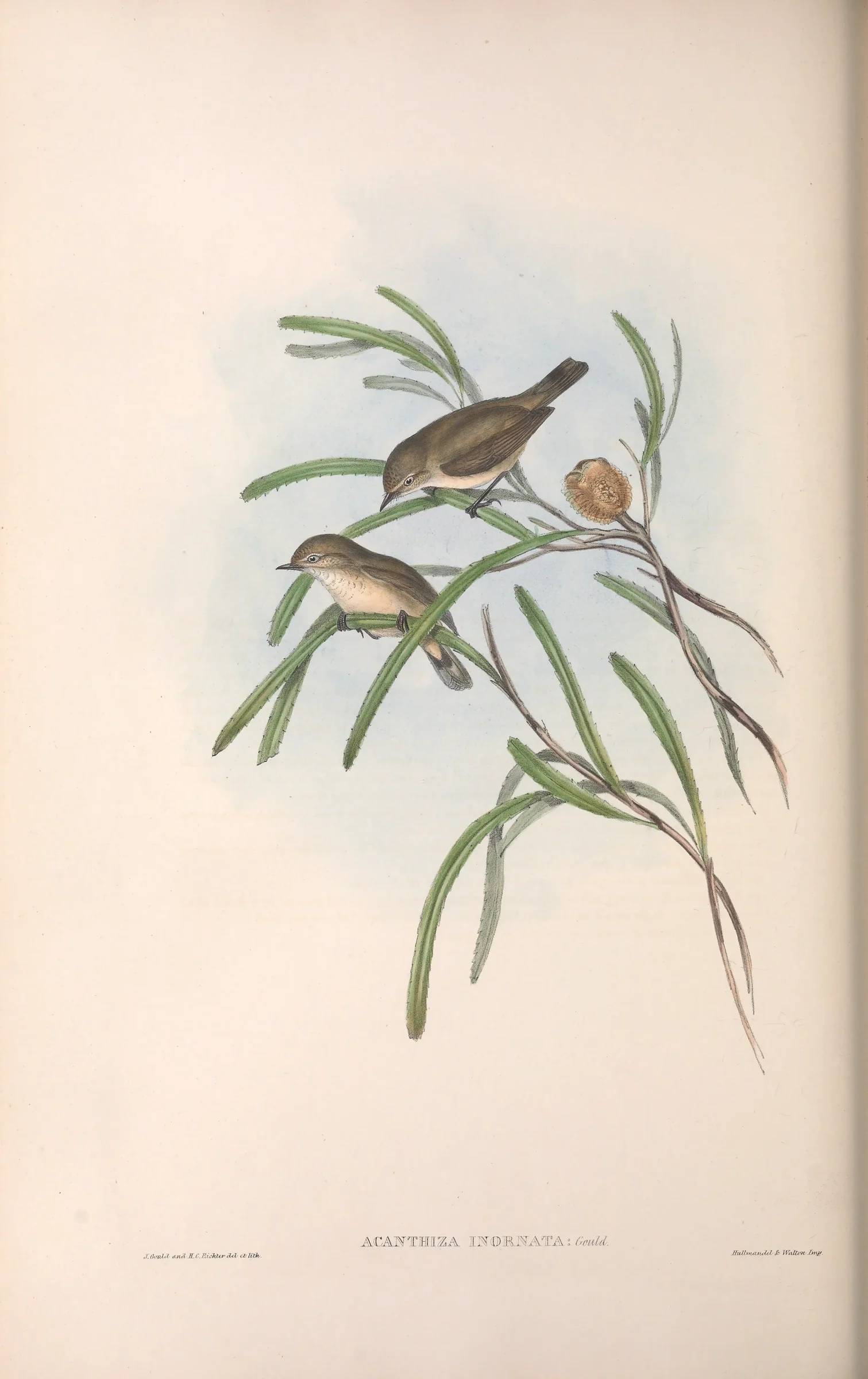 Historical bird plate: Western Thornbill