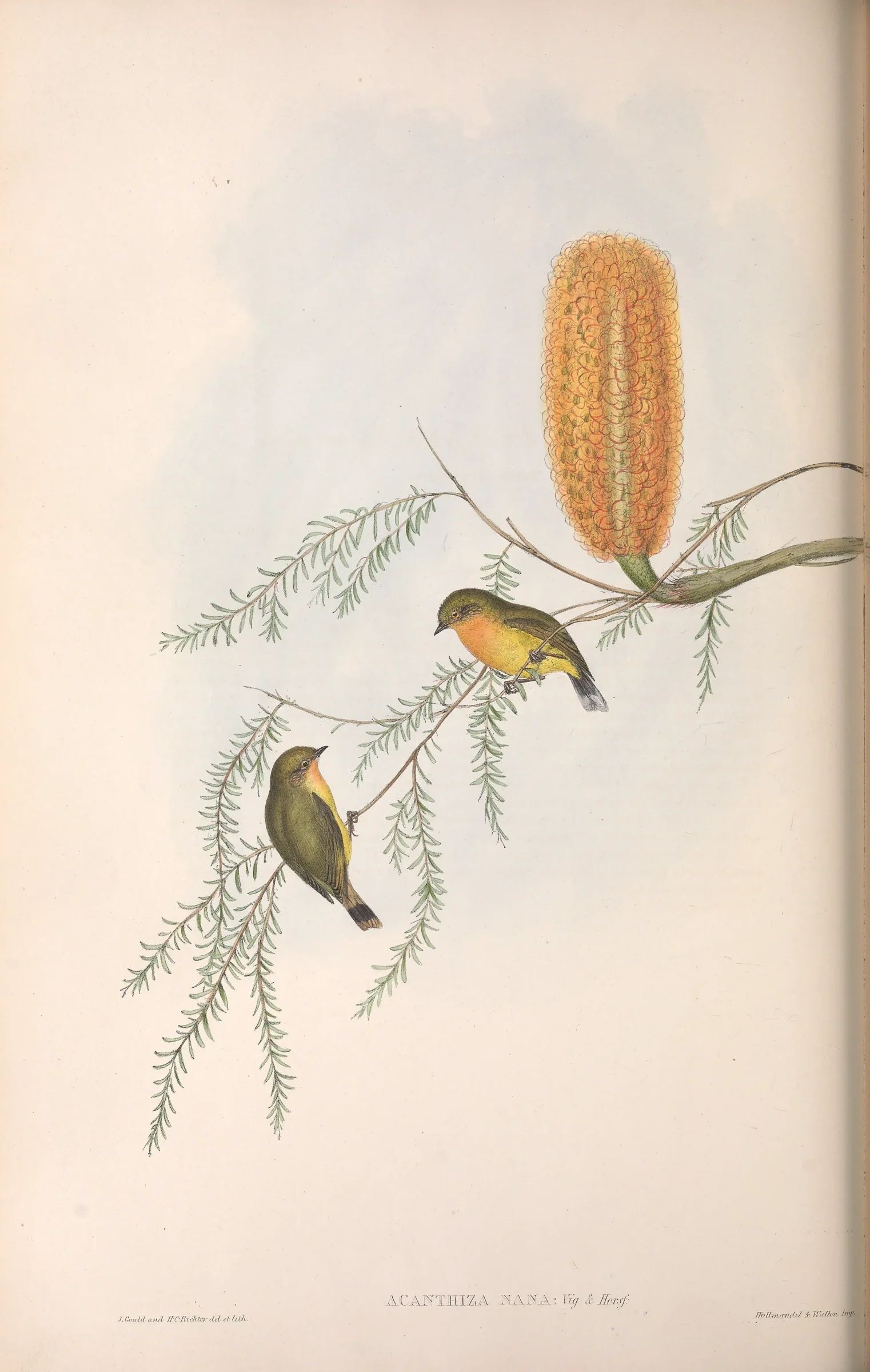 Historical bird plate: Yellow Thornbill