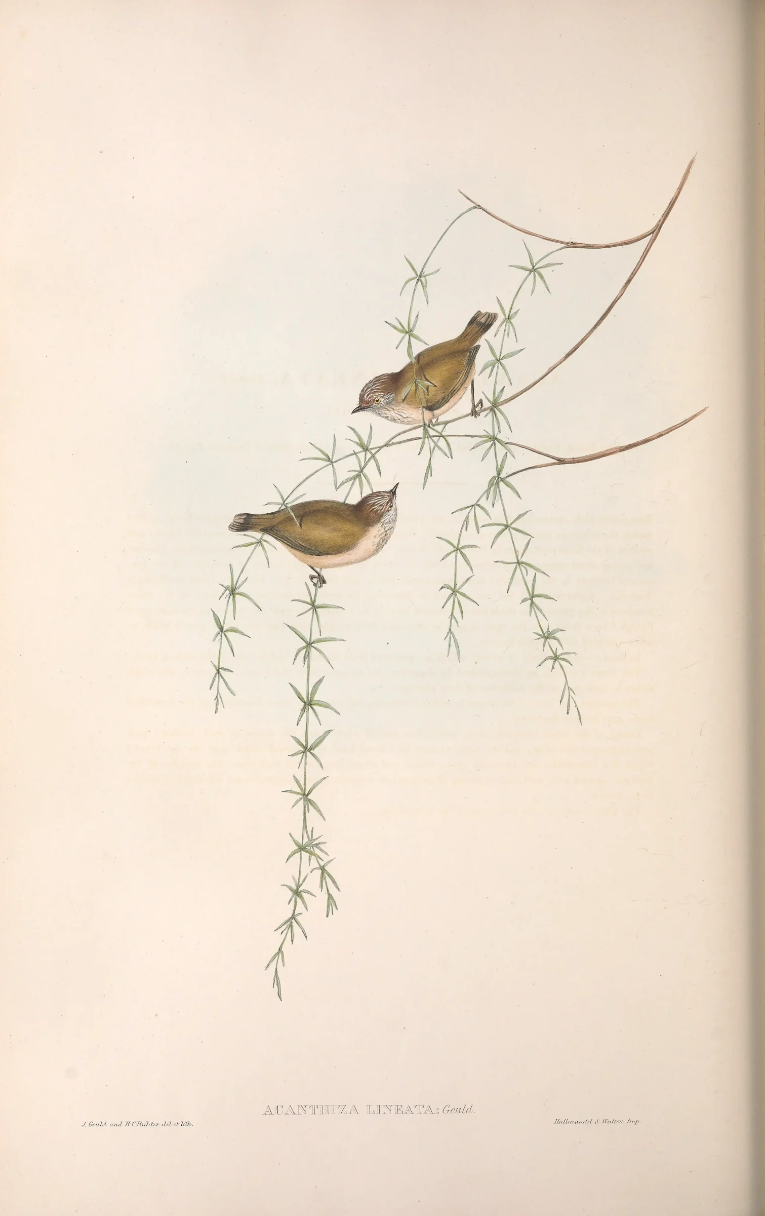 Historical bird plate: Striated Thornbill