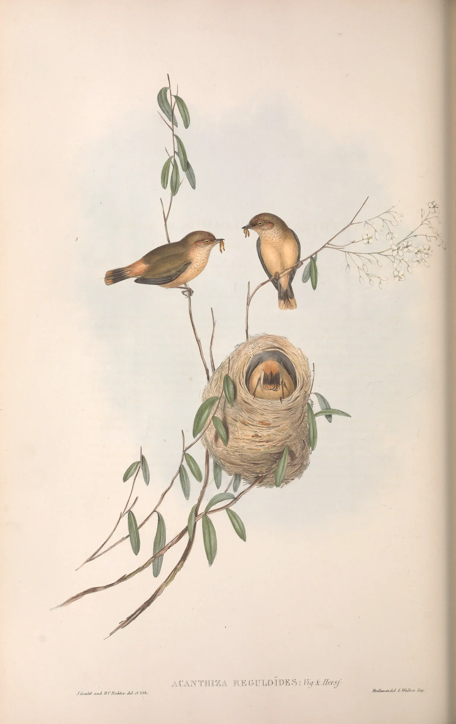Historical bird plate: Buff-rumped Thornbill