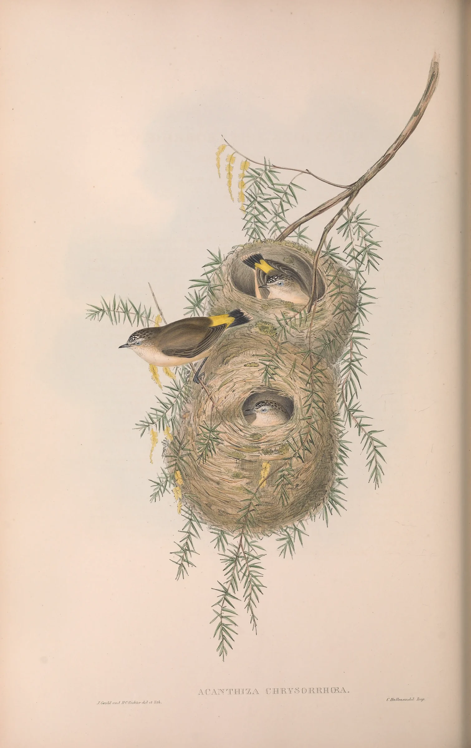 Historical bird plate: Yellow-rumped Thornbill