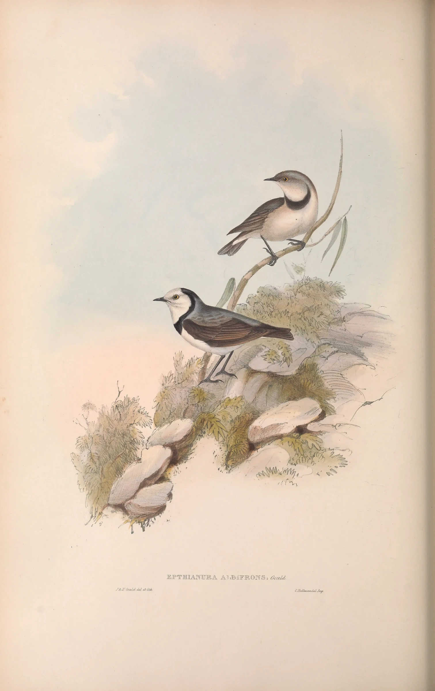 Historical bird plate: White-fronted Chat