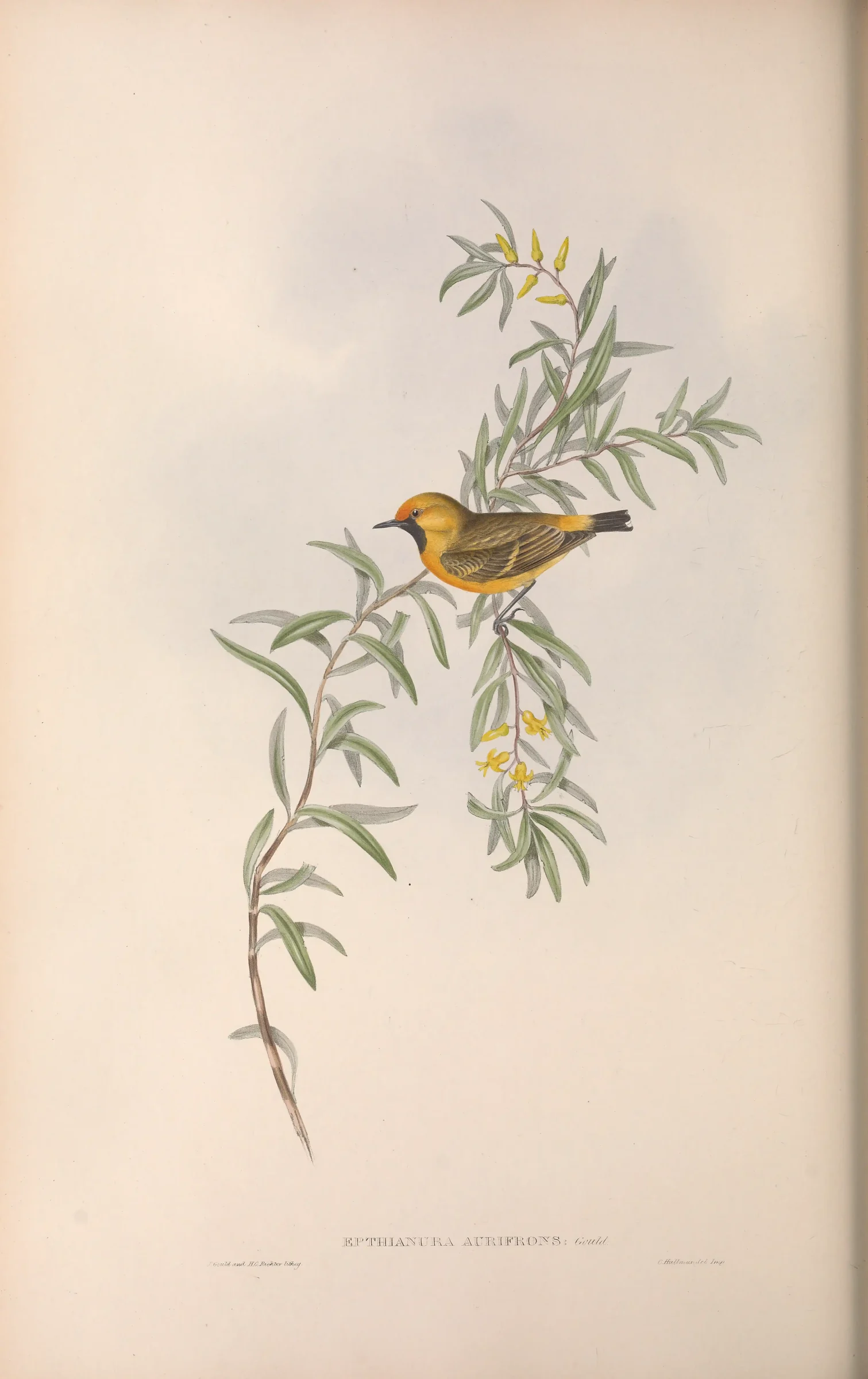 Historical bird plate: Orange Chat