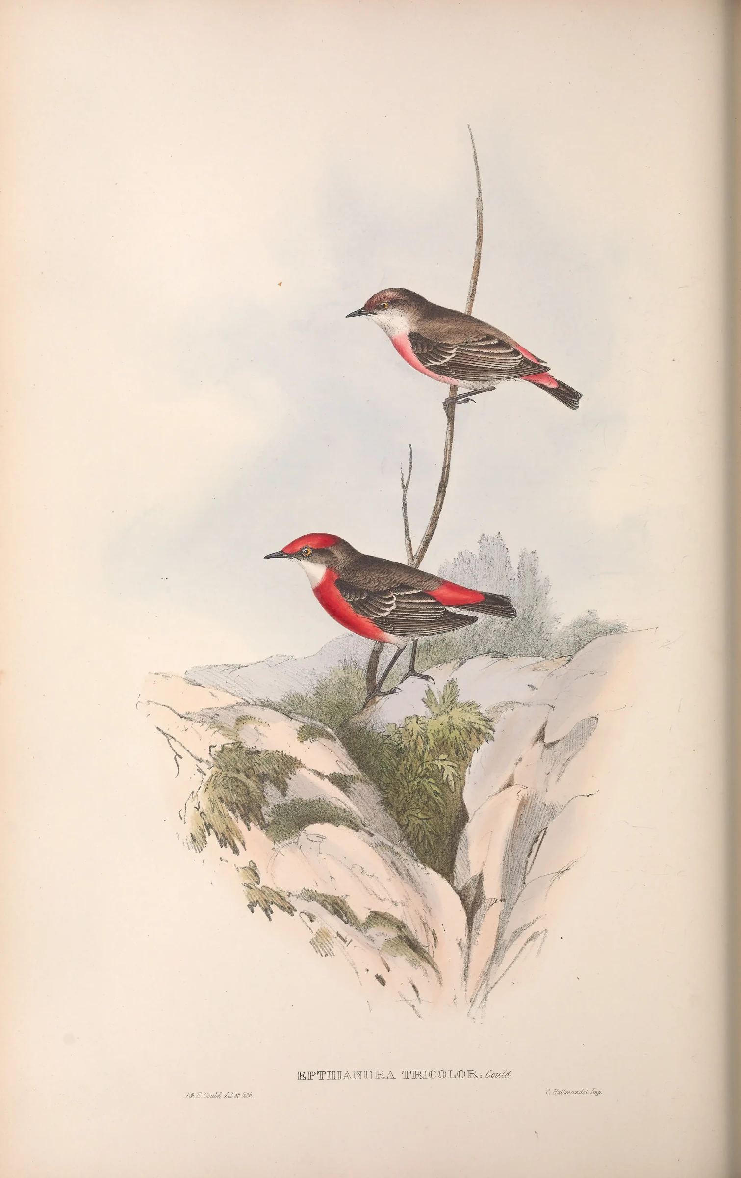 Historical bird plate: Crimson Chat