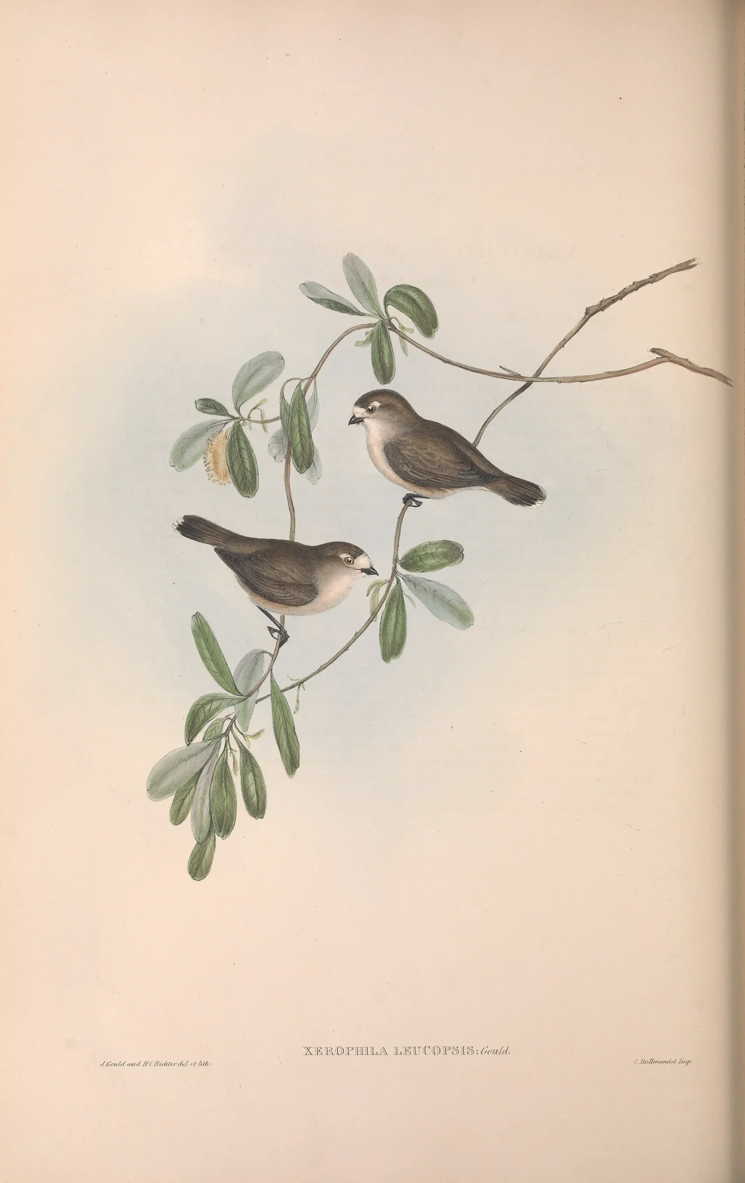 Historical bird plate: Southern Whiteface