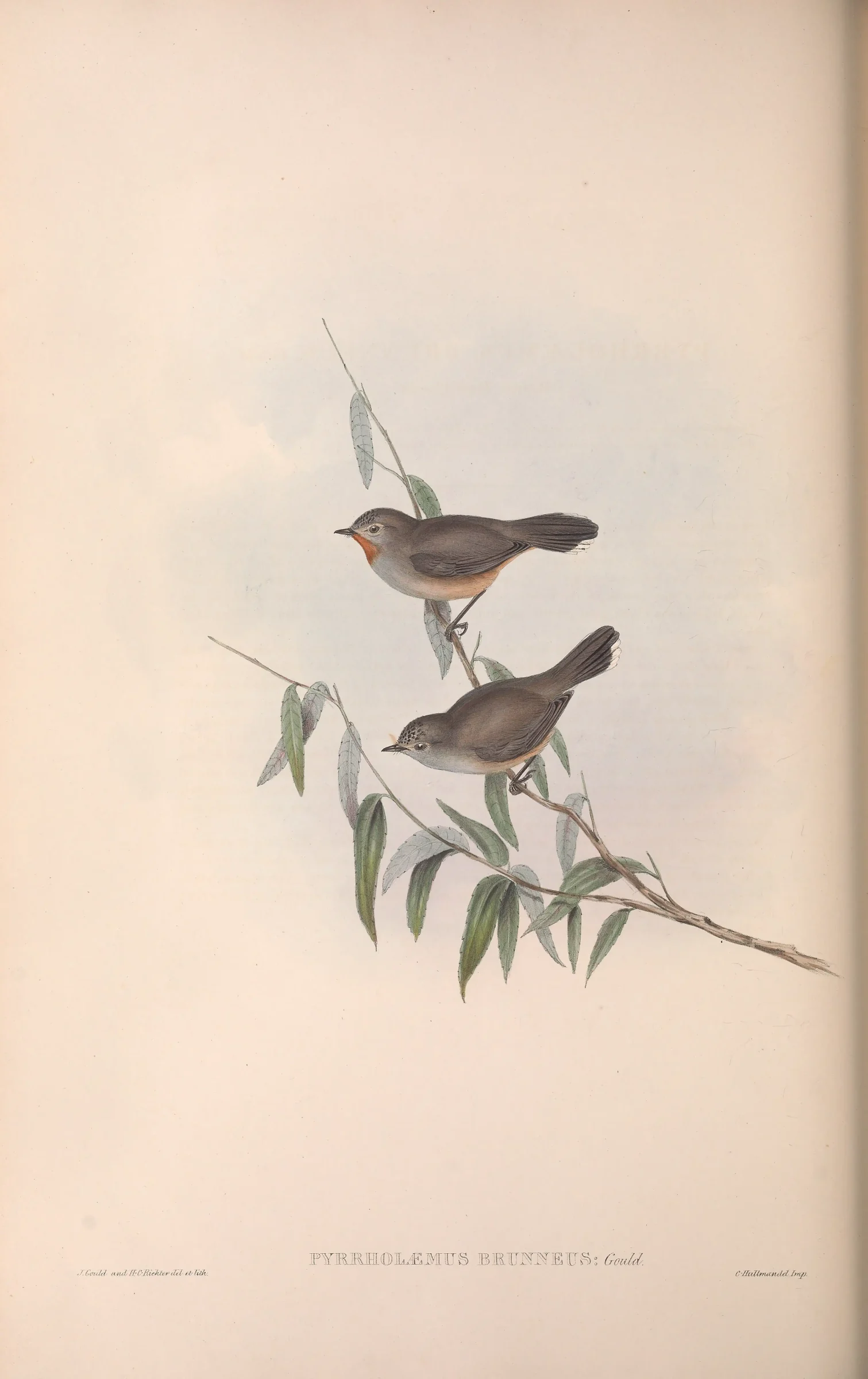 Historical bird plate: Redthroat