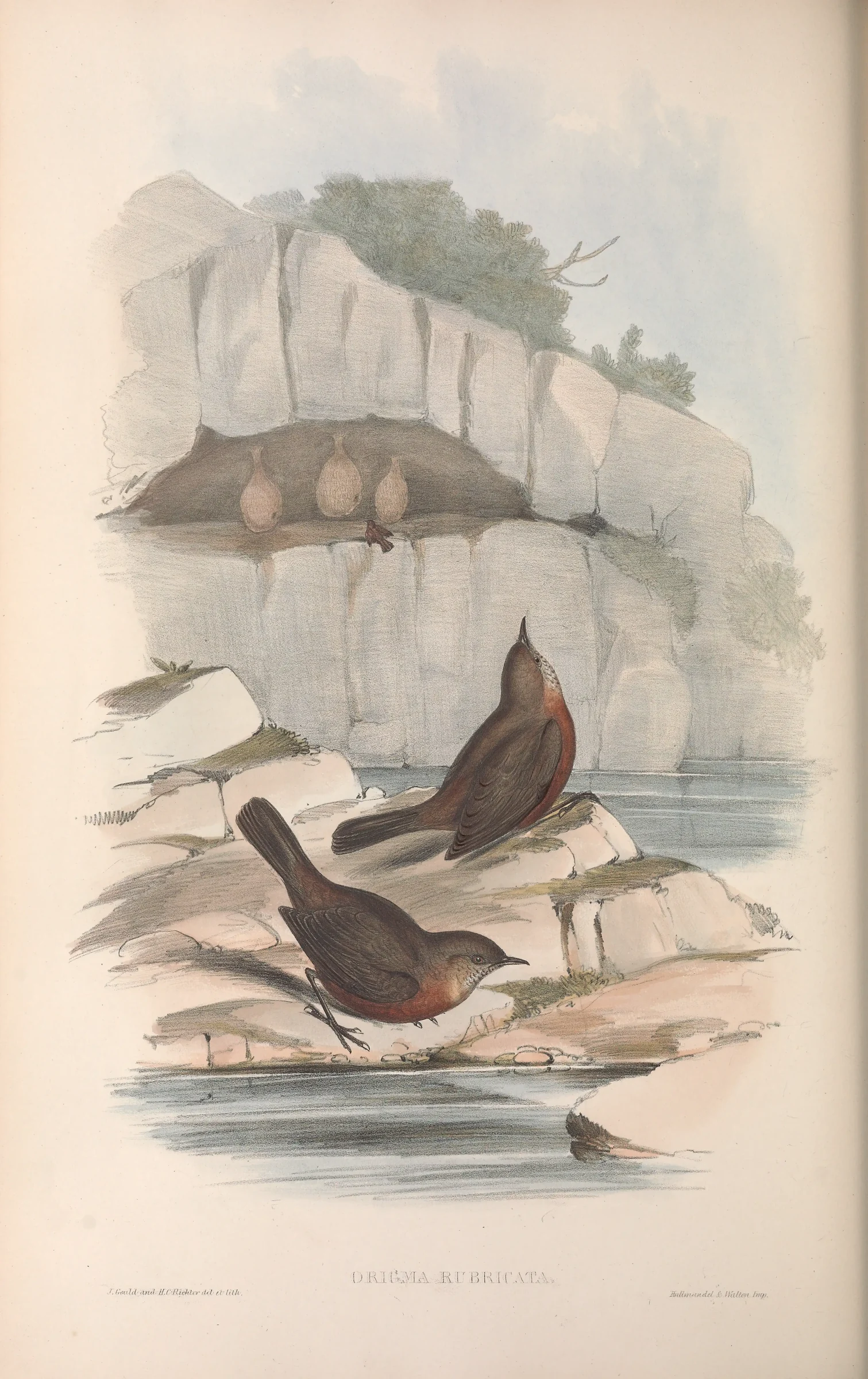 Historical bird plate: Rockwarbler