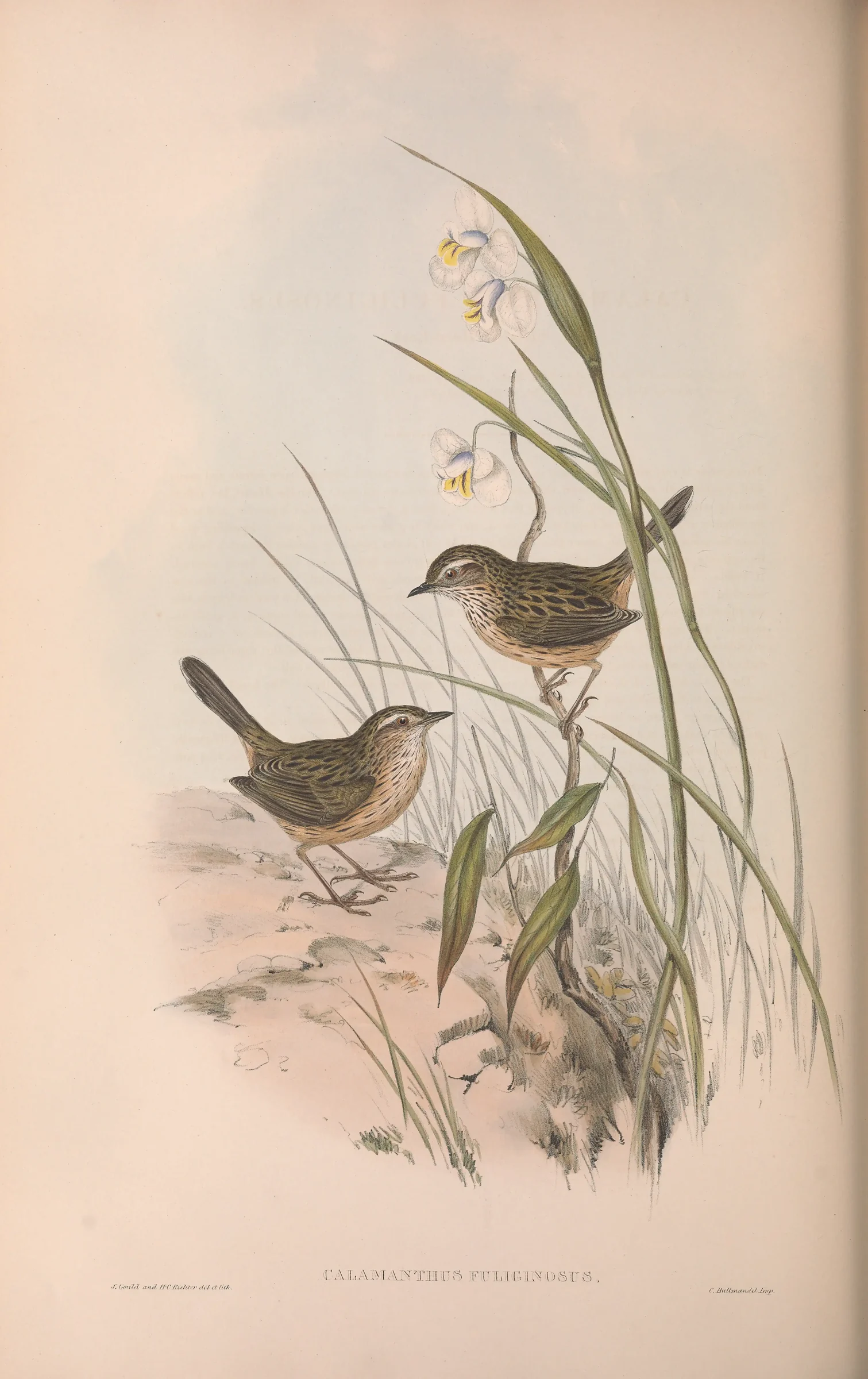 Historical bird plate: Striated Fieldwren