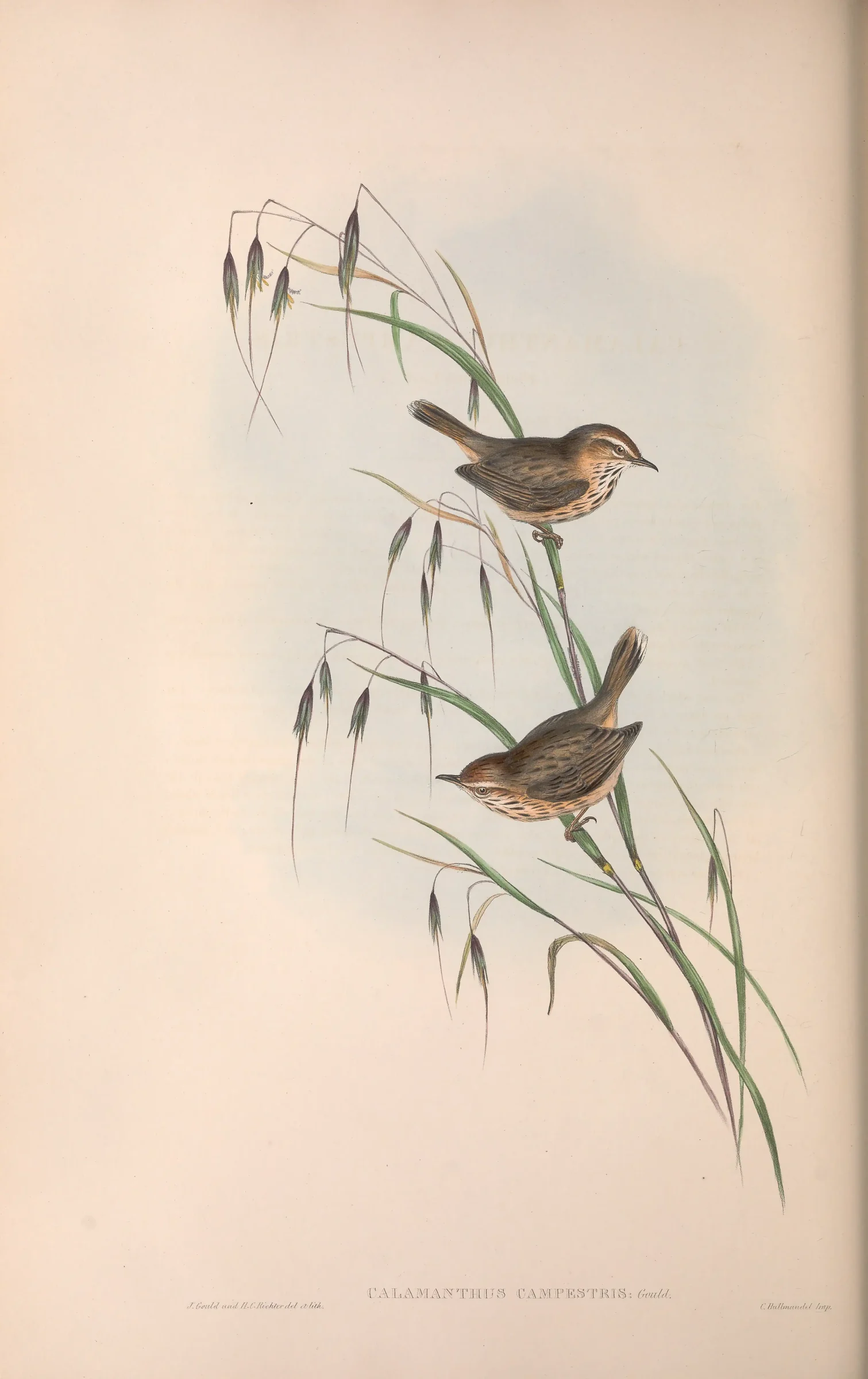 Historical bird plate: Rufous Fieldwren