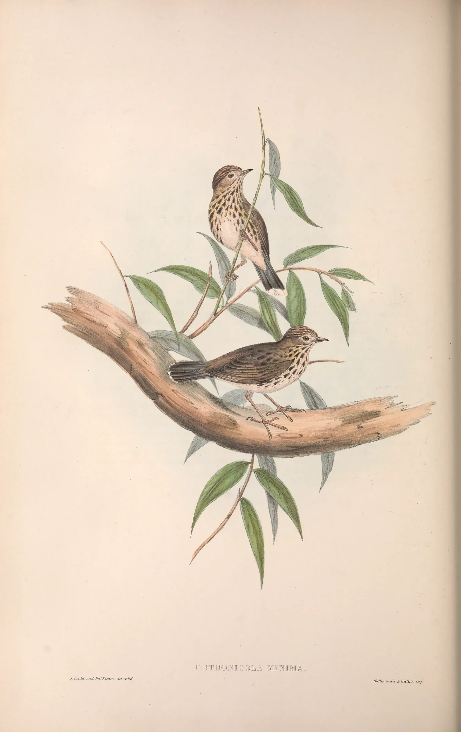 Historical bird plate: Speckled Warbler