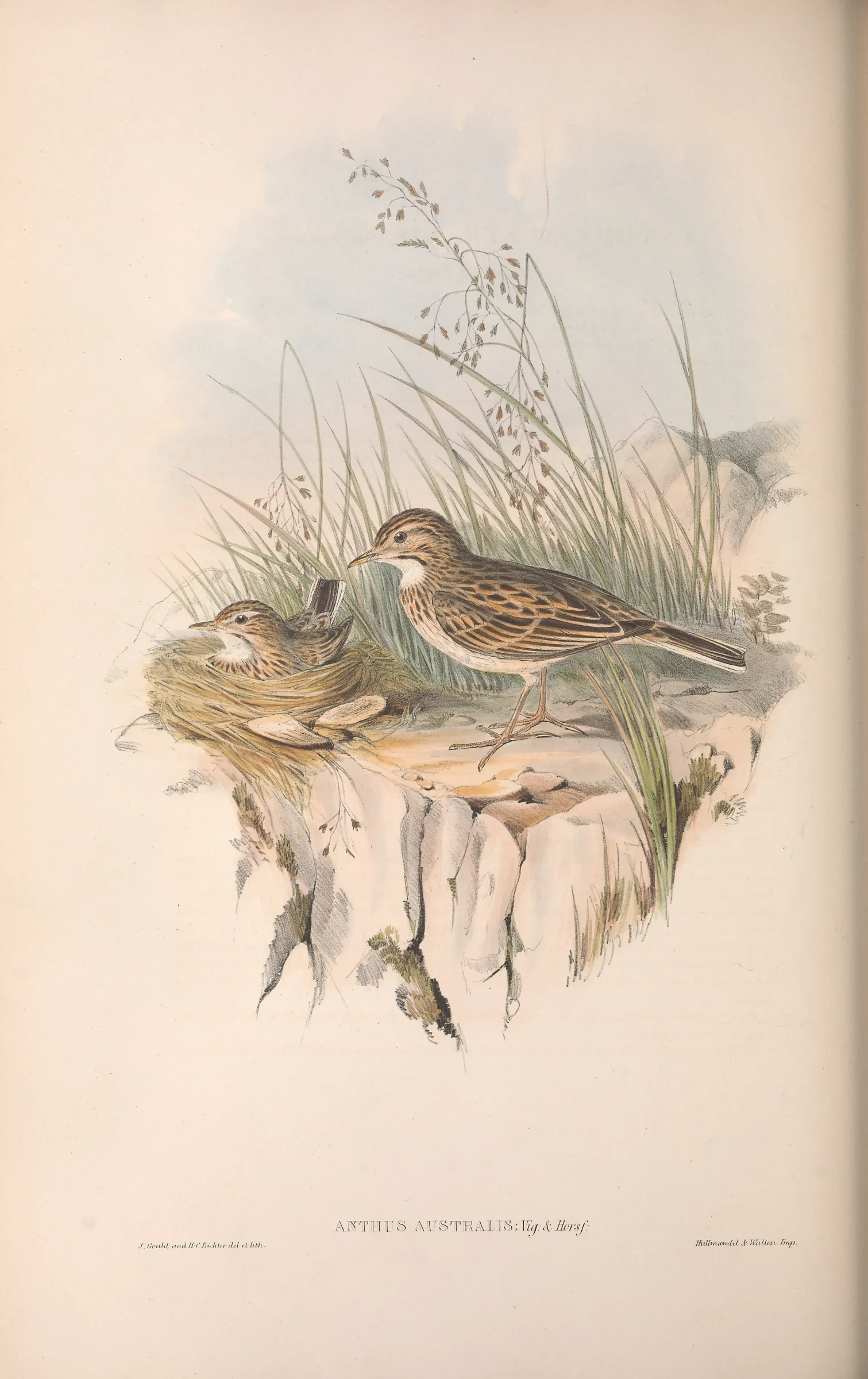 Historical bird plate: Australian Pipit