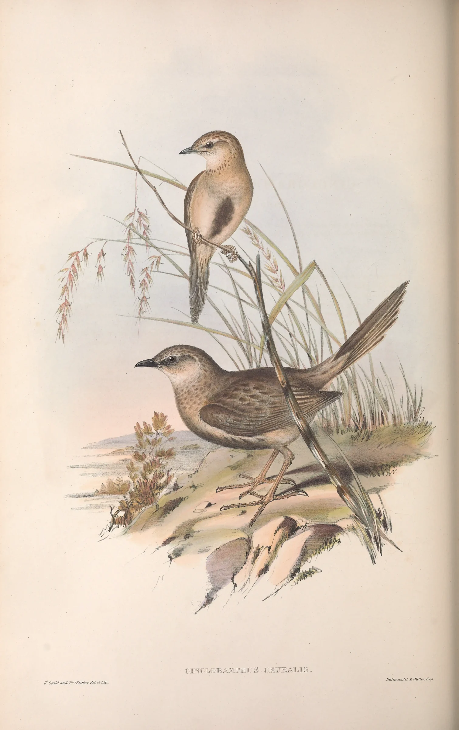 Historical bird plate: Brown Songlark