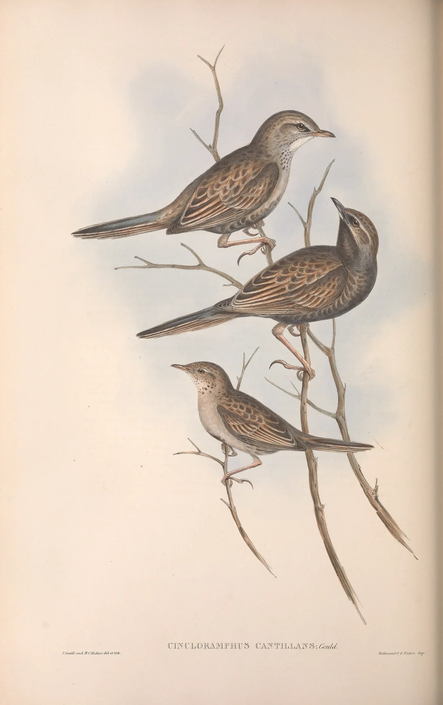 Historical bird plate: Brown Songlark