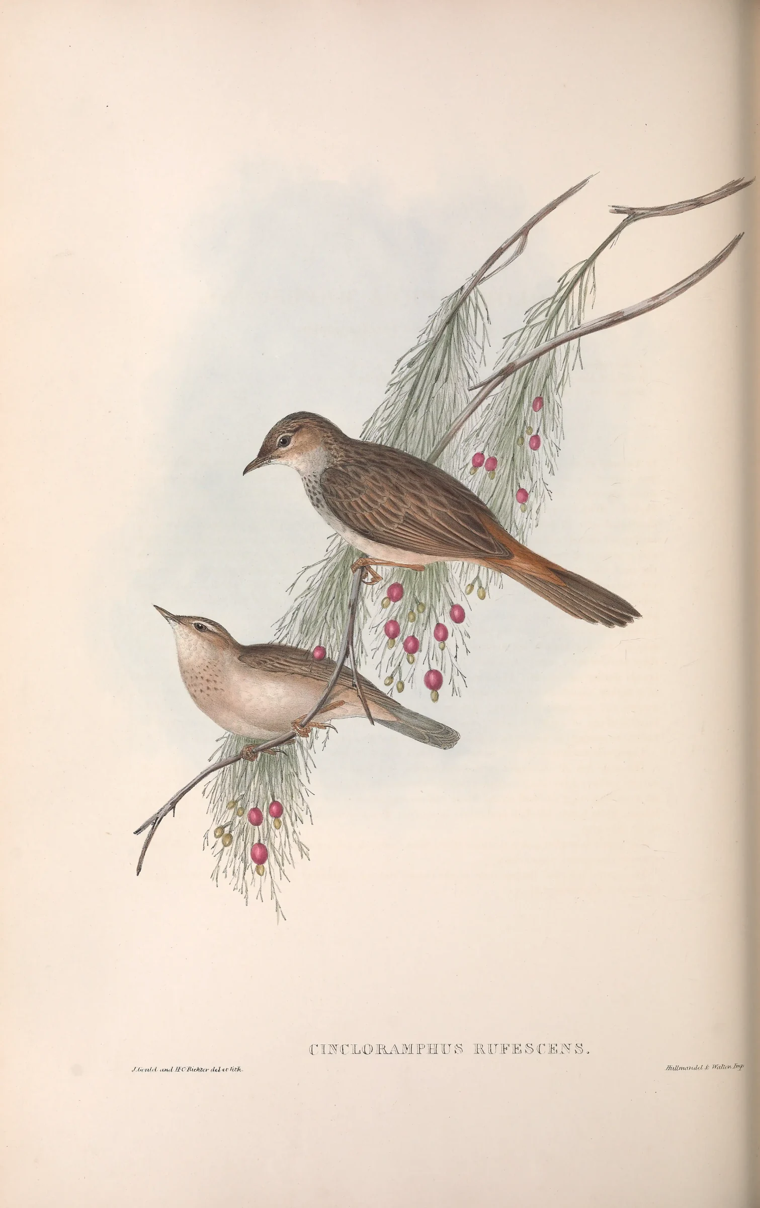 Historical bird plate: Rufous Songlark
