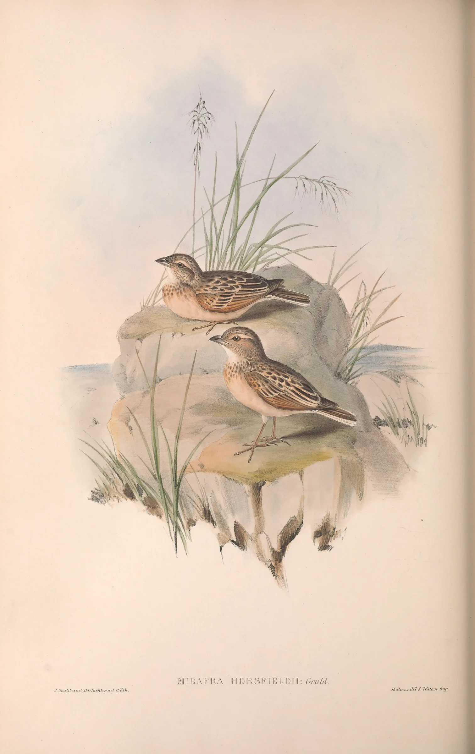 Historical bird plate: Singing Bush Lark