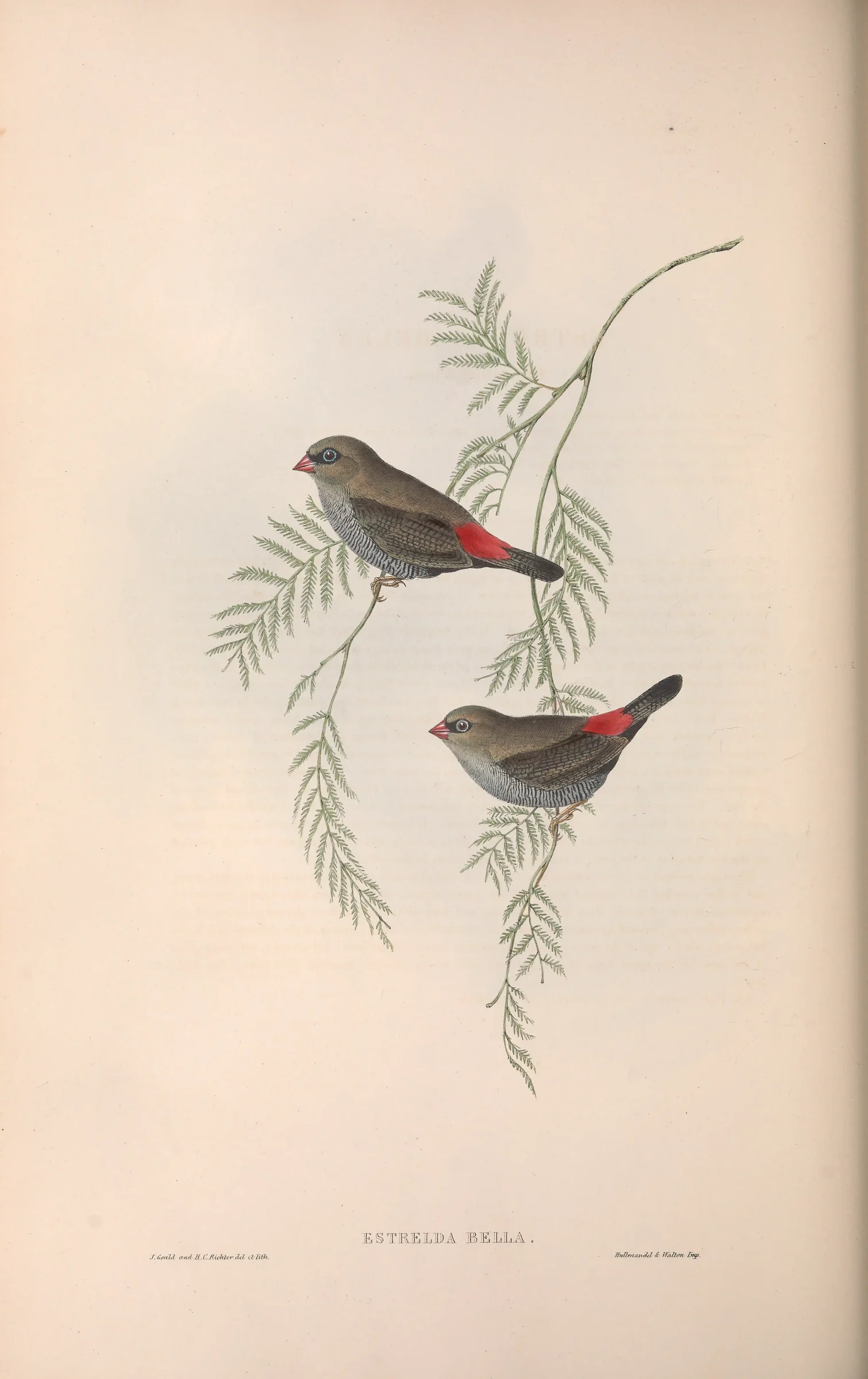 Historical bird plate: Beautiful Firetail