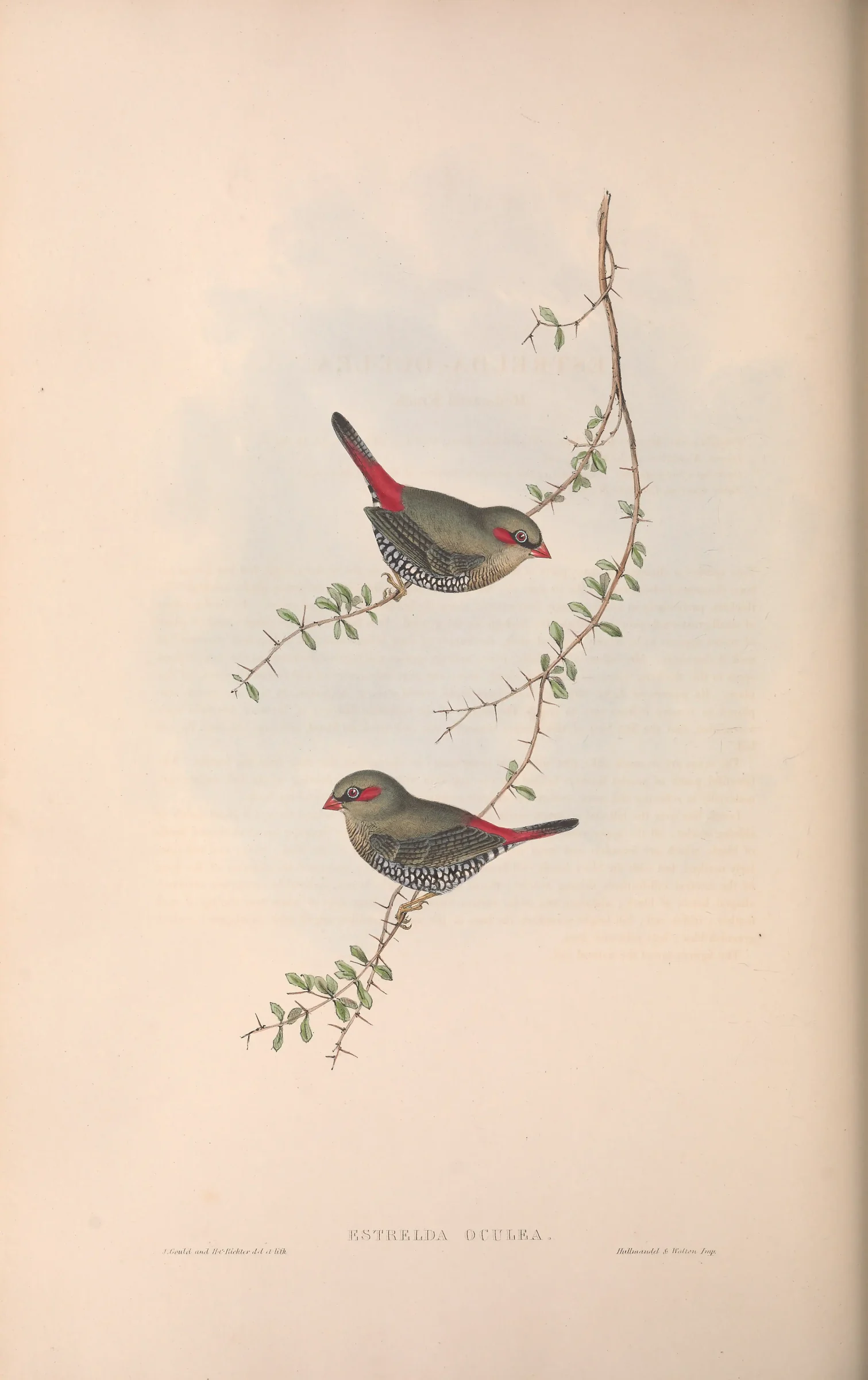 Historical bird plate: Red-eared Firetail