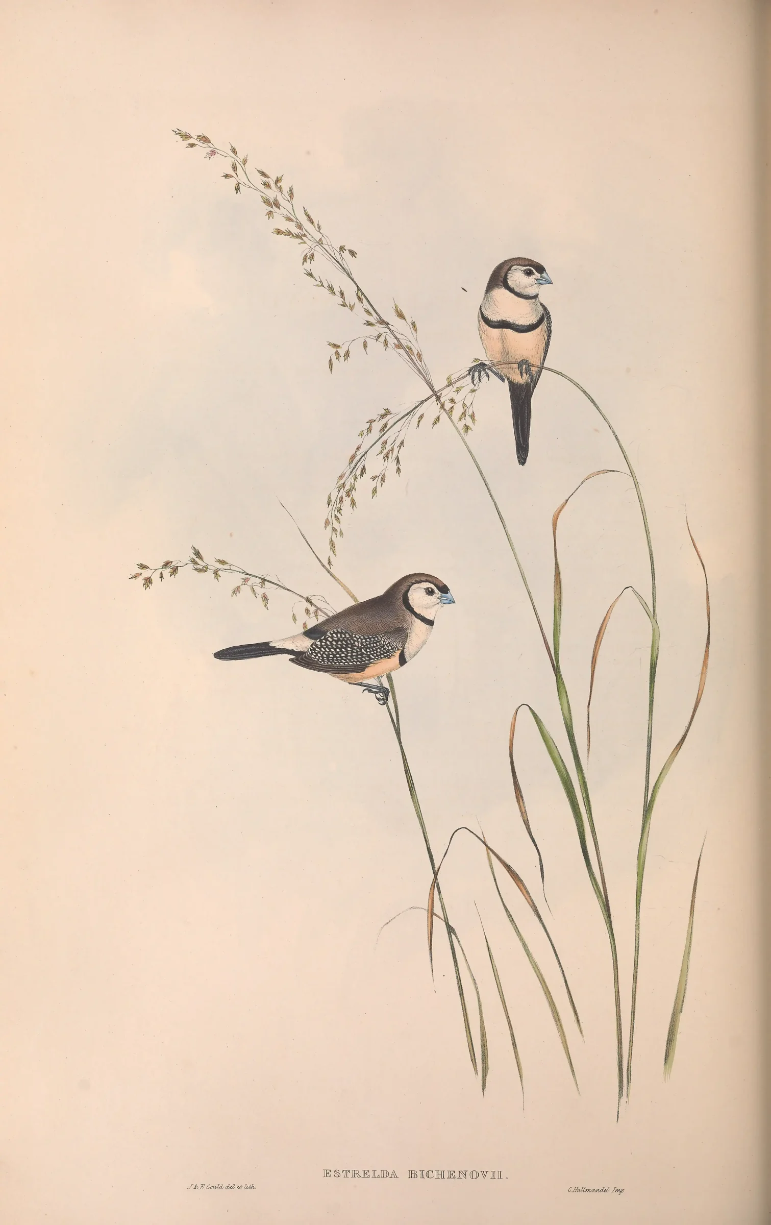 Historical bird plate: Double-barred Finch