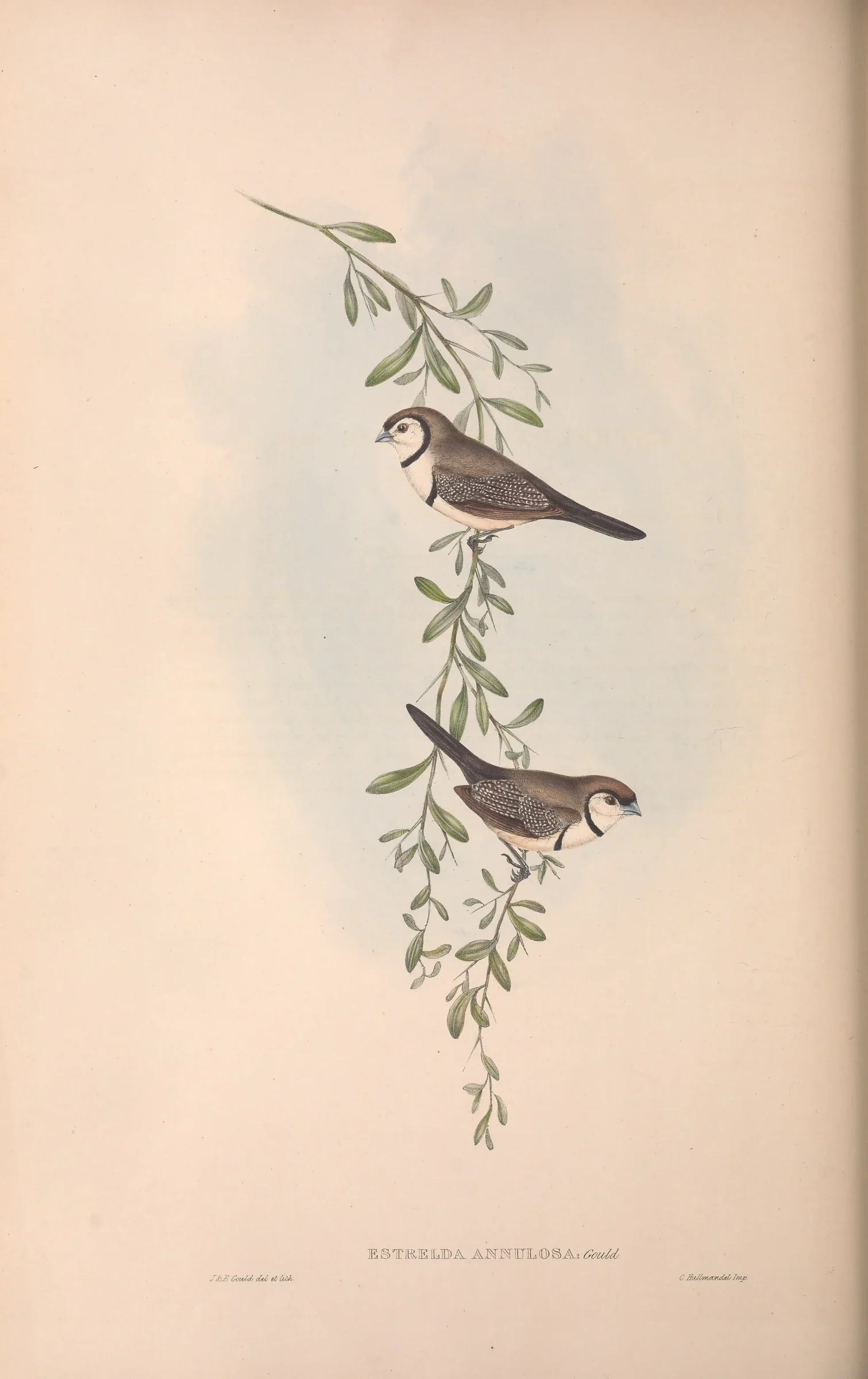 Historical bird plate: Double-barred Finch