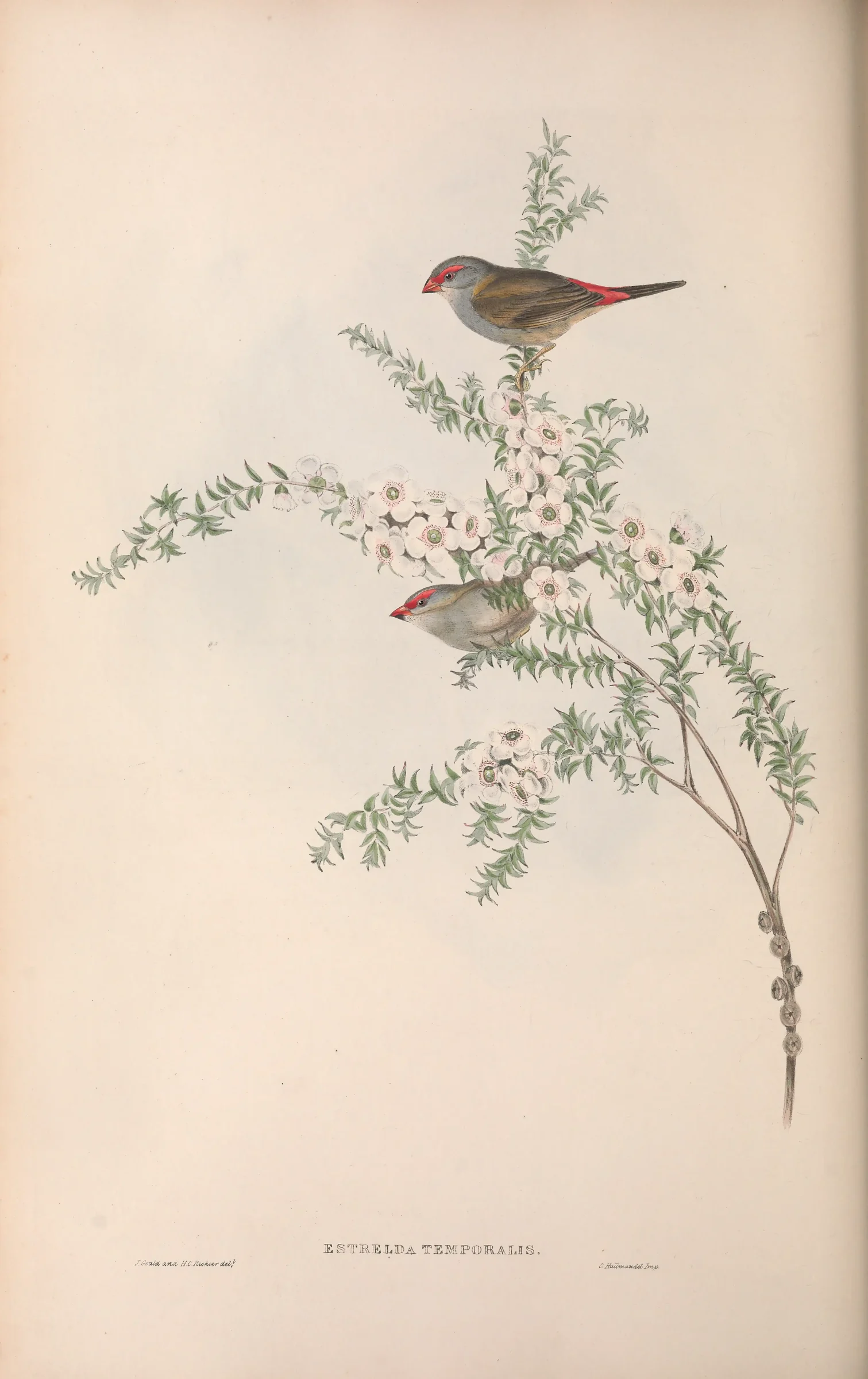 Historical bird plate: Red-browed Finch