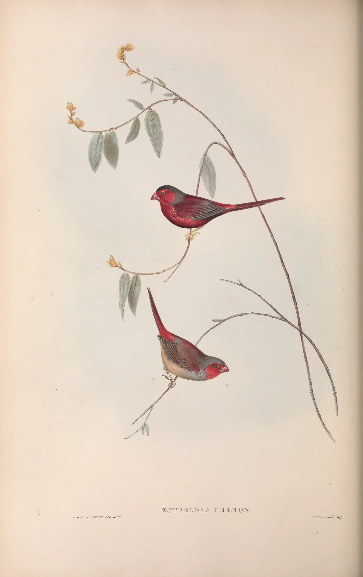 Historical bird plate: Crimson Finch