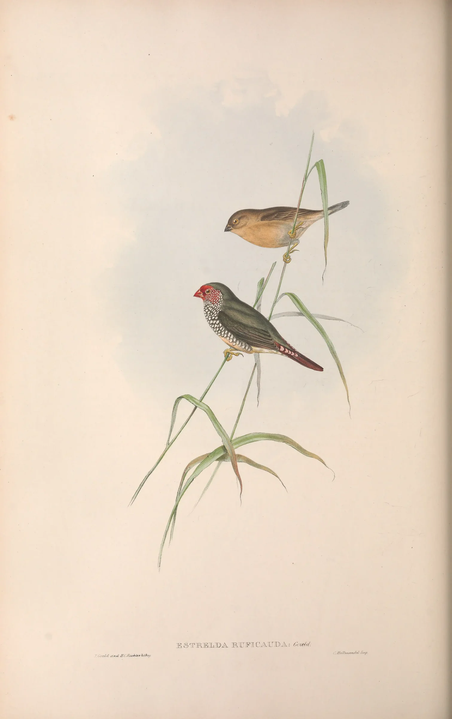 Historical bird plate: Star Finch