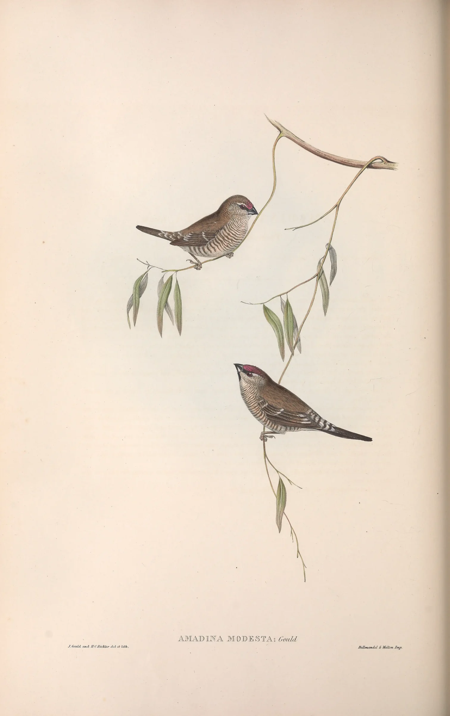 Historical bird plate: Plum-headed Finch