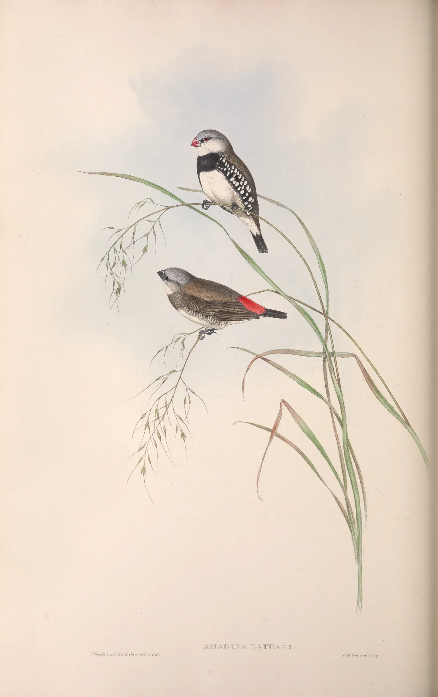 Historical bird plate: Diamond Firetail