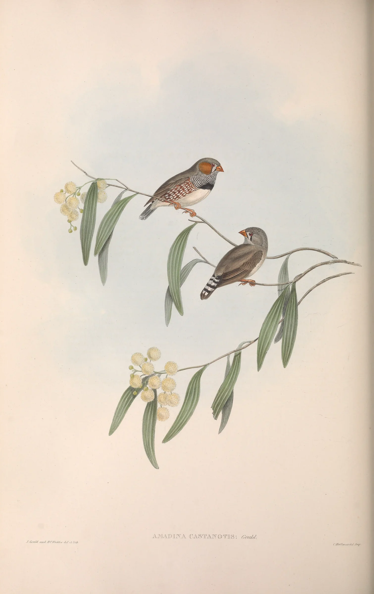 Historical bird plate: Zebra Finch