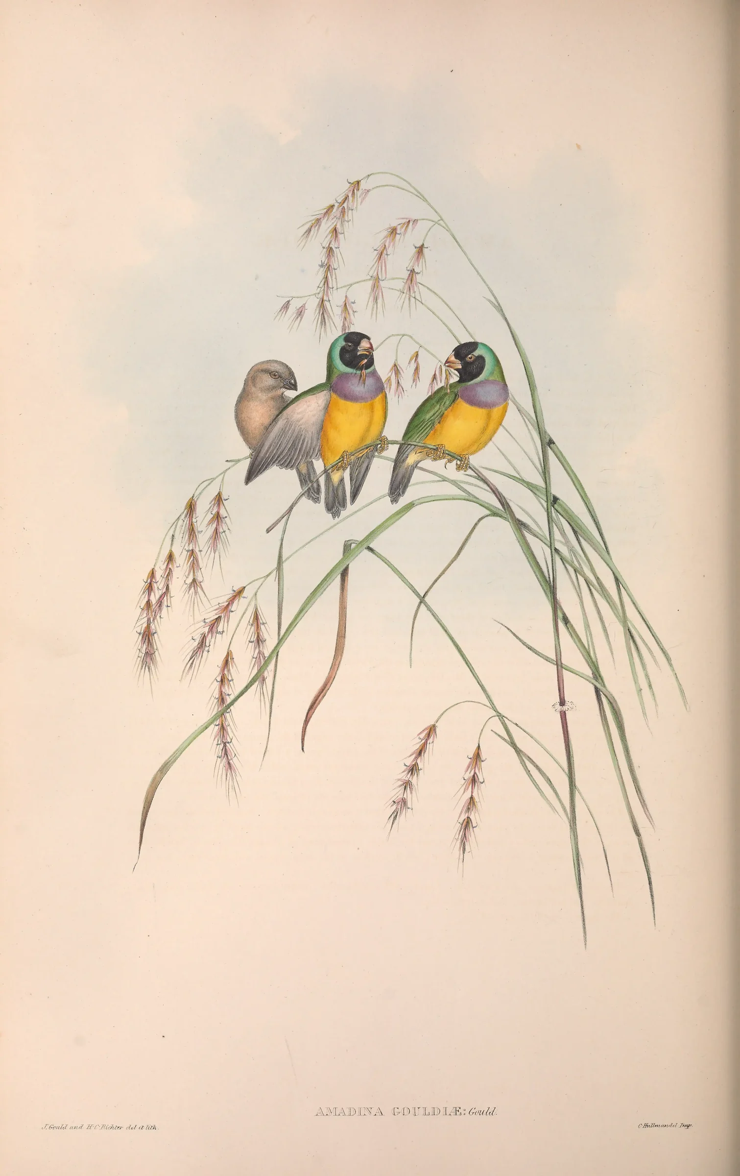 Historical bird plate: Gouldian Finch